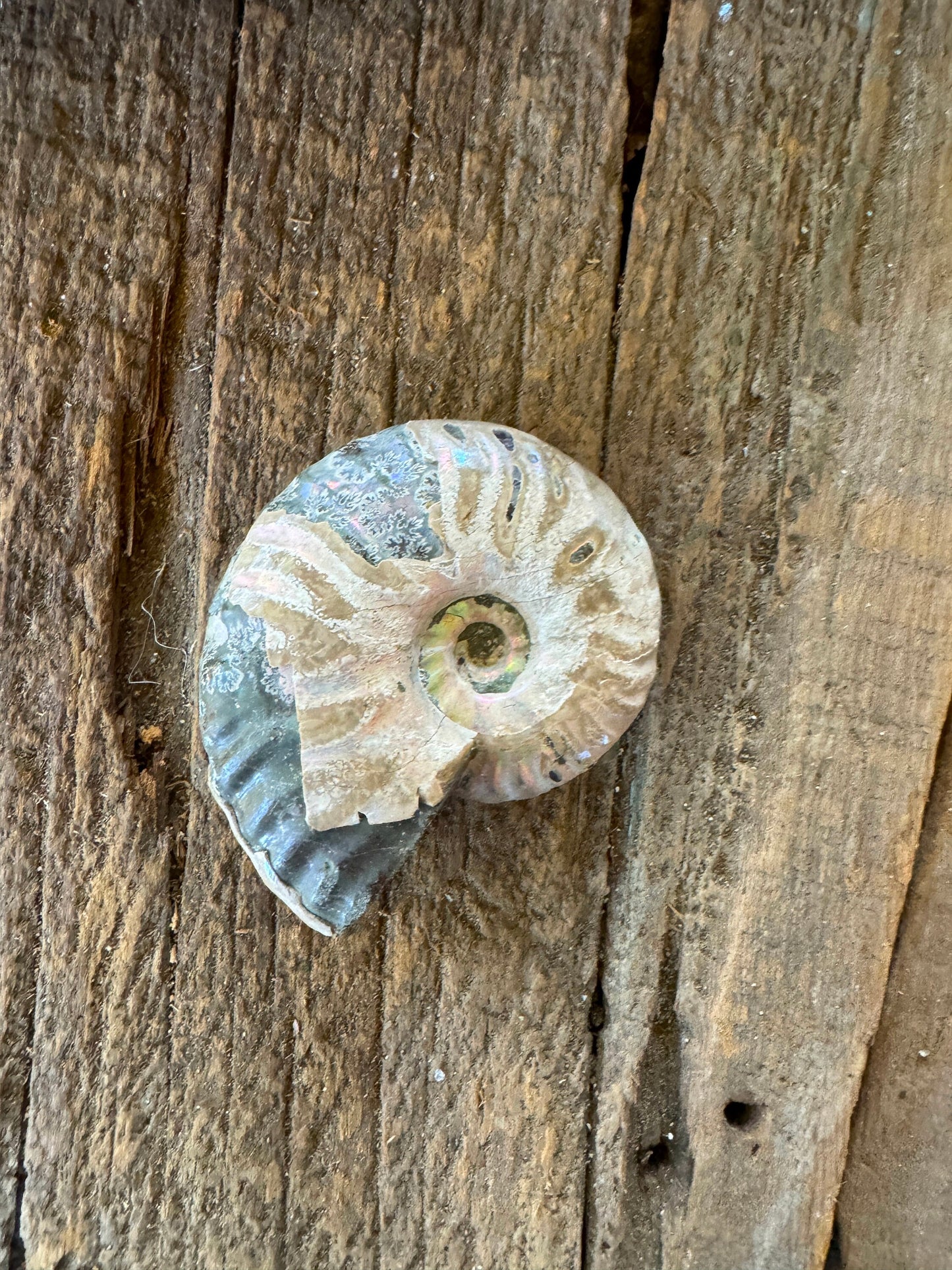 Polished Rainbow Ammonite Opalized Iridescent Fossil Specimen 72.6g Mineral Crystal