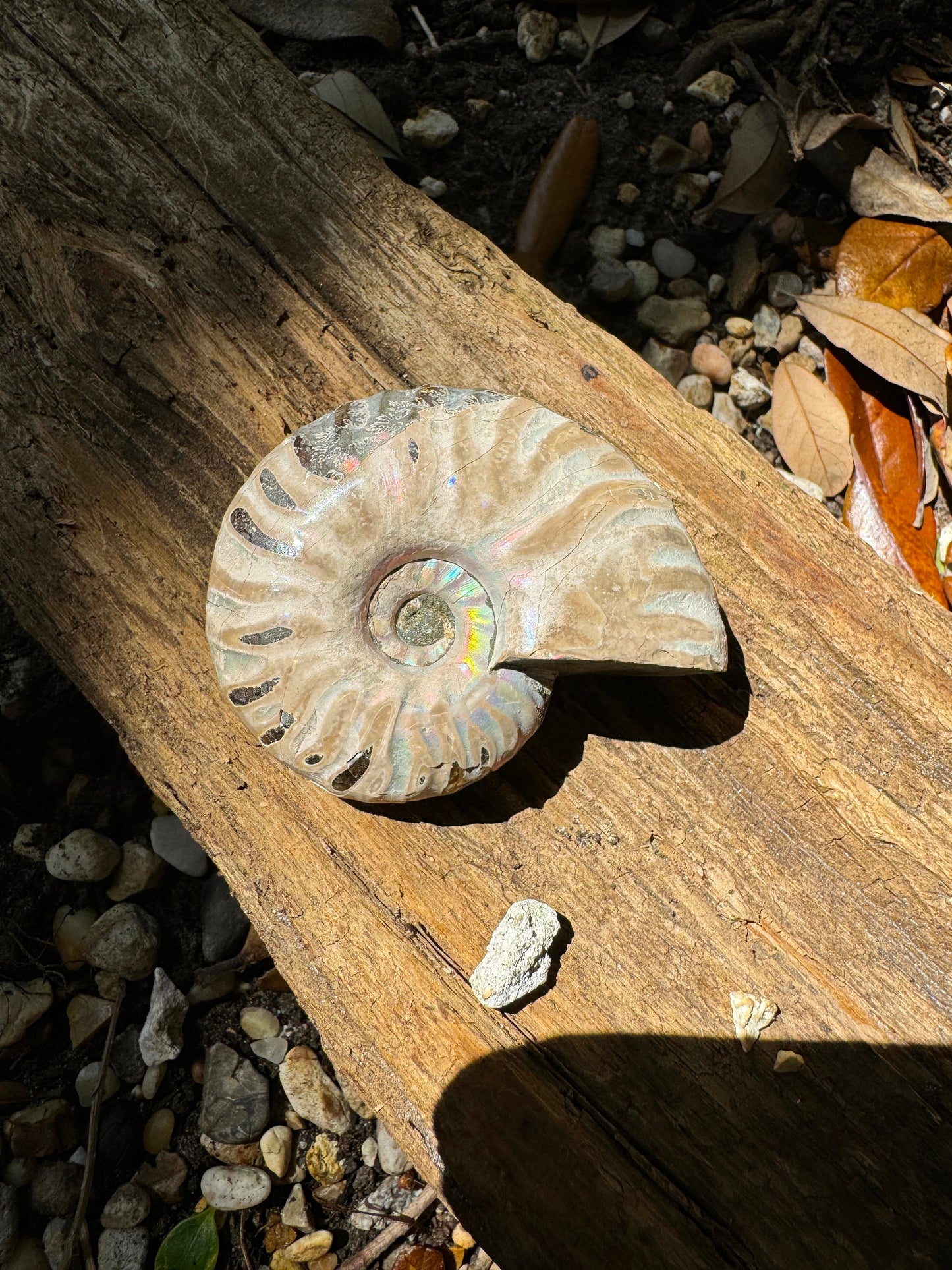 Polished Rainbow Ammonite Opalized Iridescent Fossil Specimen 72.6g Mineral Crystal