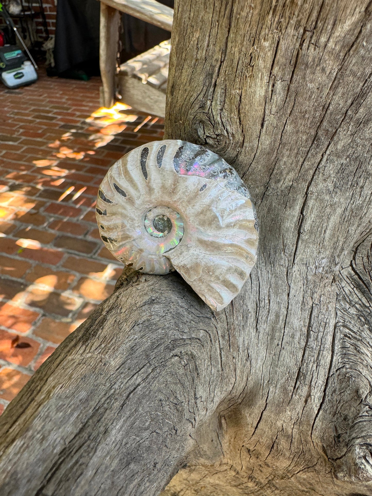 Polished Rainbow Ammonite Opalized Iridescent Fossil Specimen 72.6g Mineral Crystal