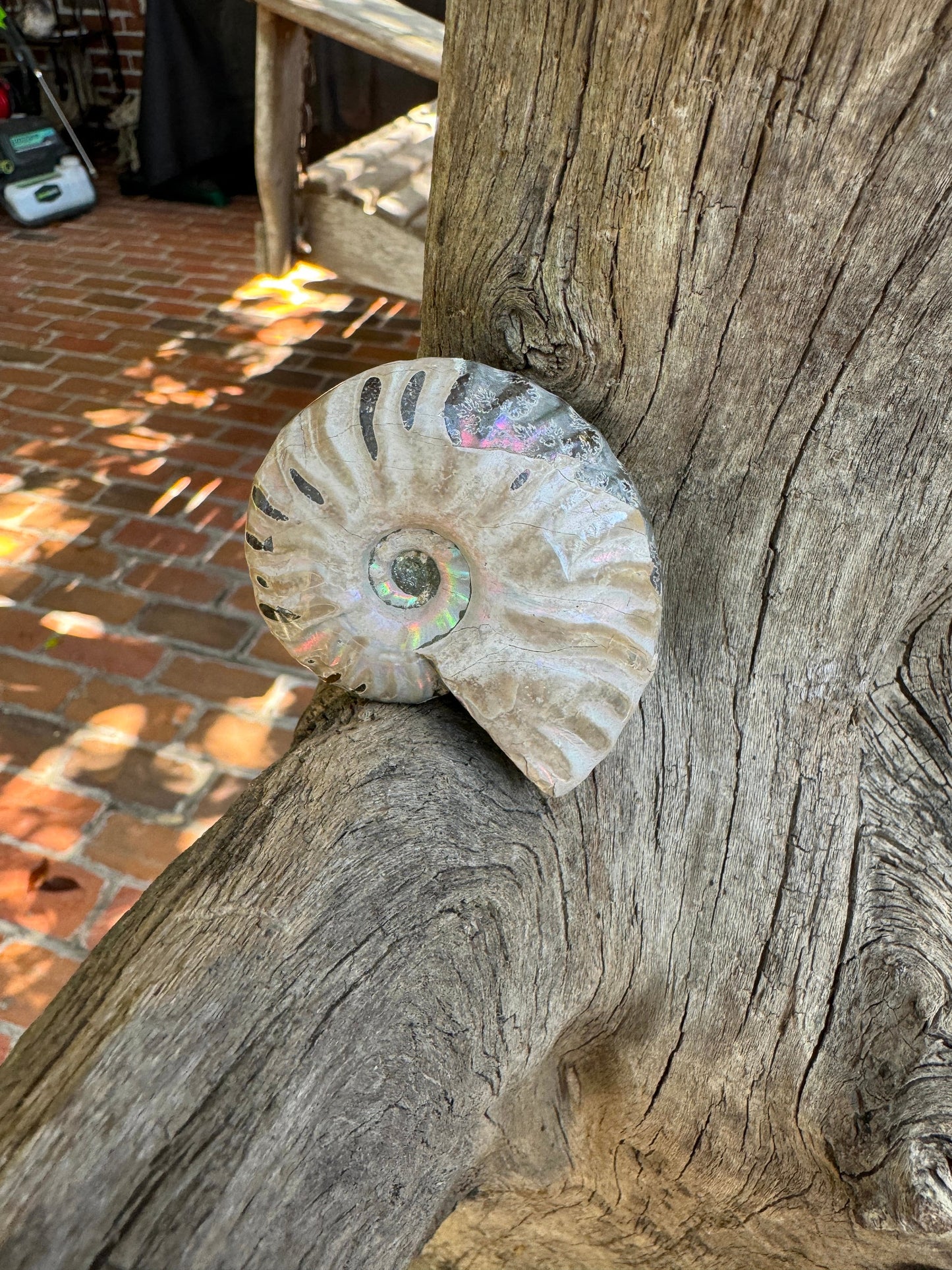 Polished Rainbow Ammonite Opalized Iridescent Fossil Specimen 125g Mineral Crystal