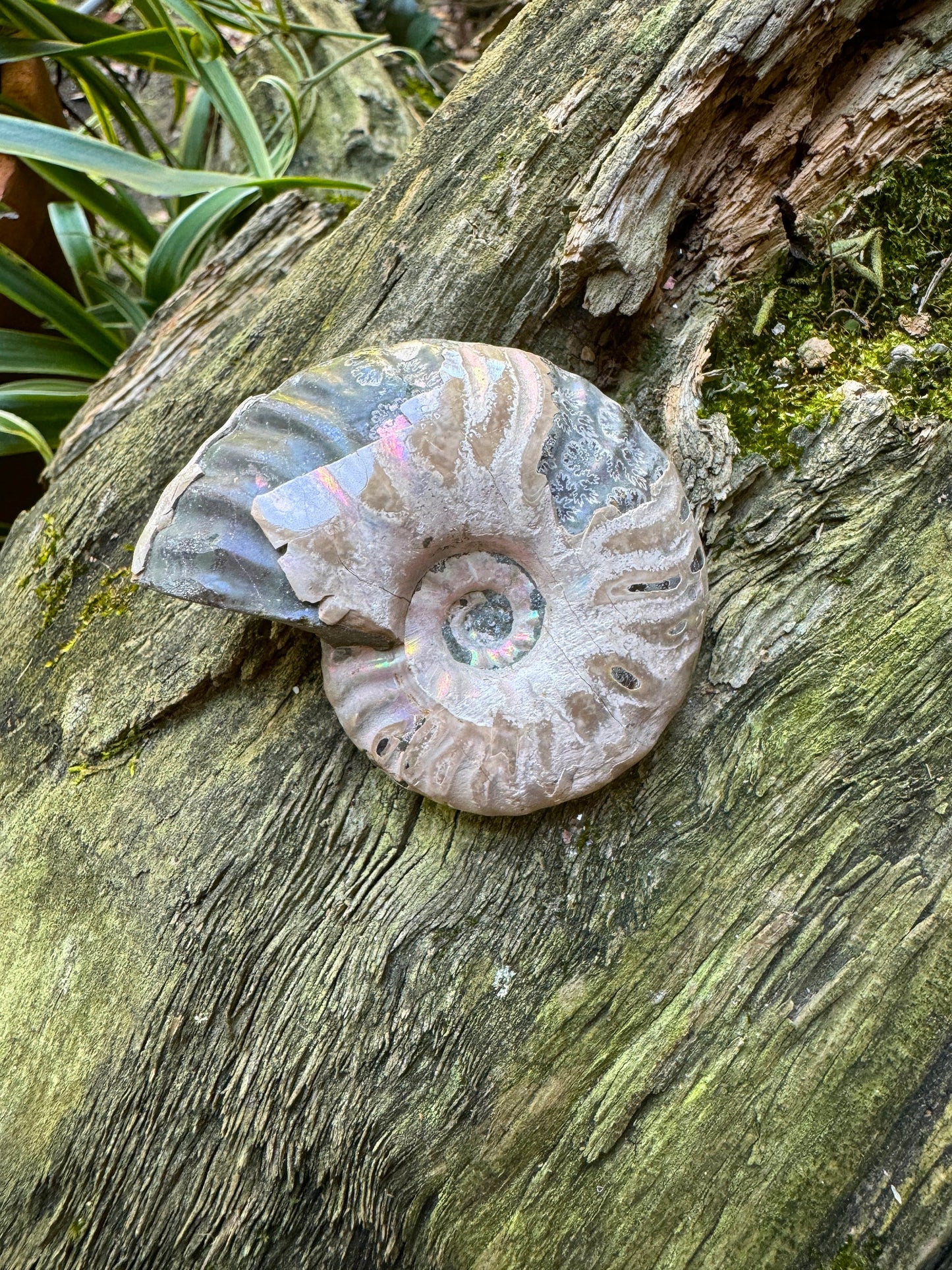 Polished Rainbow Ammonite Opalized Iridescent Fossil Specimen 72.6g Mineral Crystal