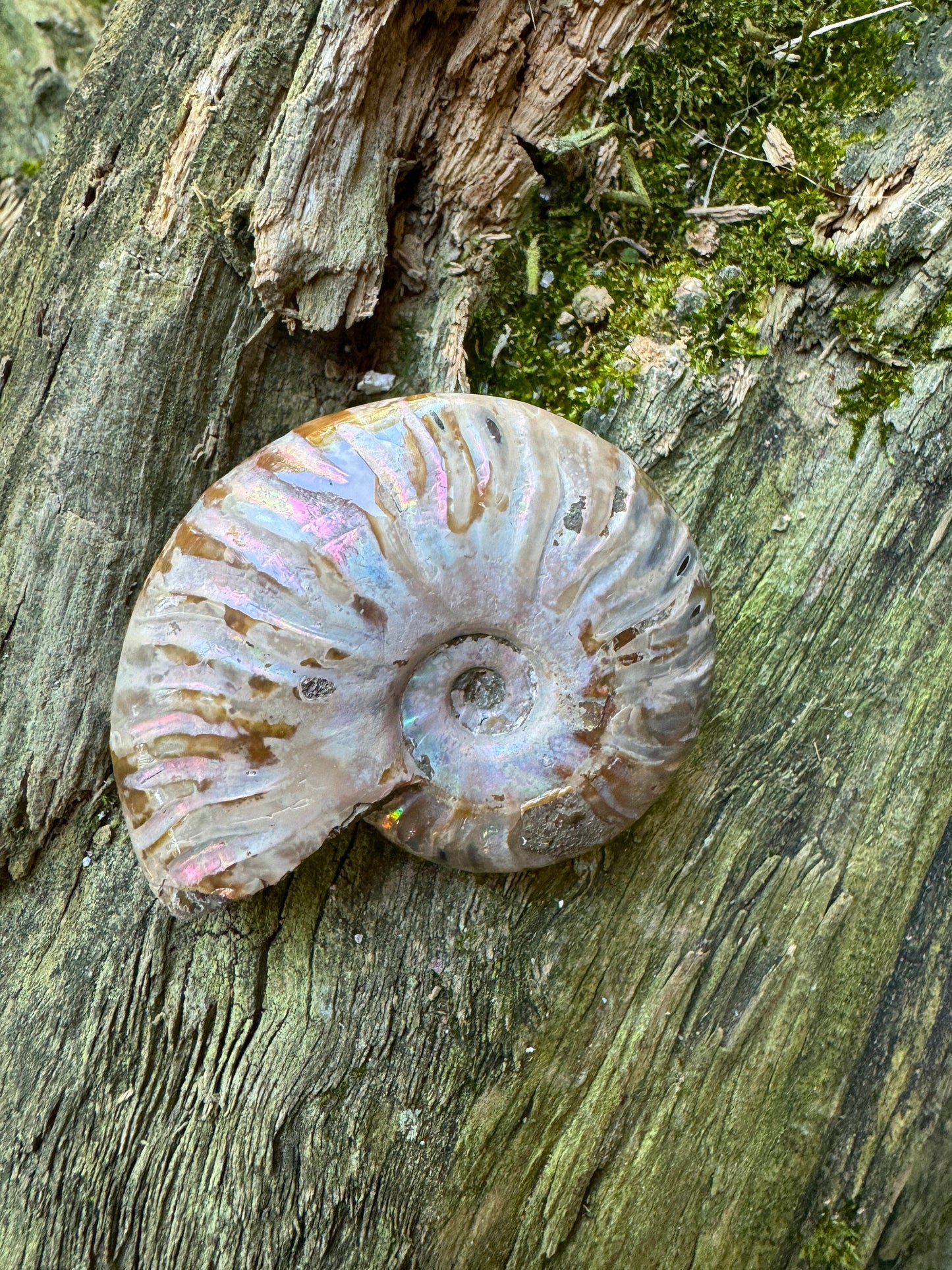 Polished Rainbow Ammonite Opalized Iridescent Fossil Specimen 61.3g Mineral Crystal