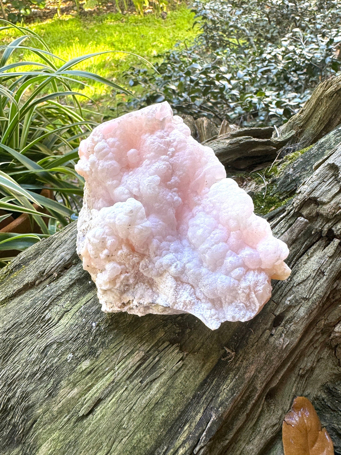 Rare Beautiful Botryoidal Natural Pink Opal from Ica, Peru Specimen 476g Mineral Crystal