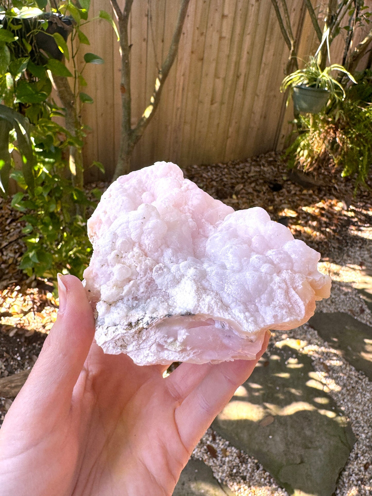 Rare Beautiful Botryoidal Natural Pink Opal from Ica, Peru Specimen 476g Mineral Crystal