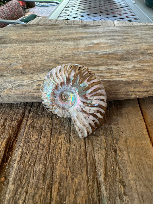 Polished Rainbow Ammonite Opalized Iridescent Fossil Specimen 61.3g Mineral Crystal