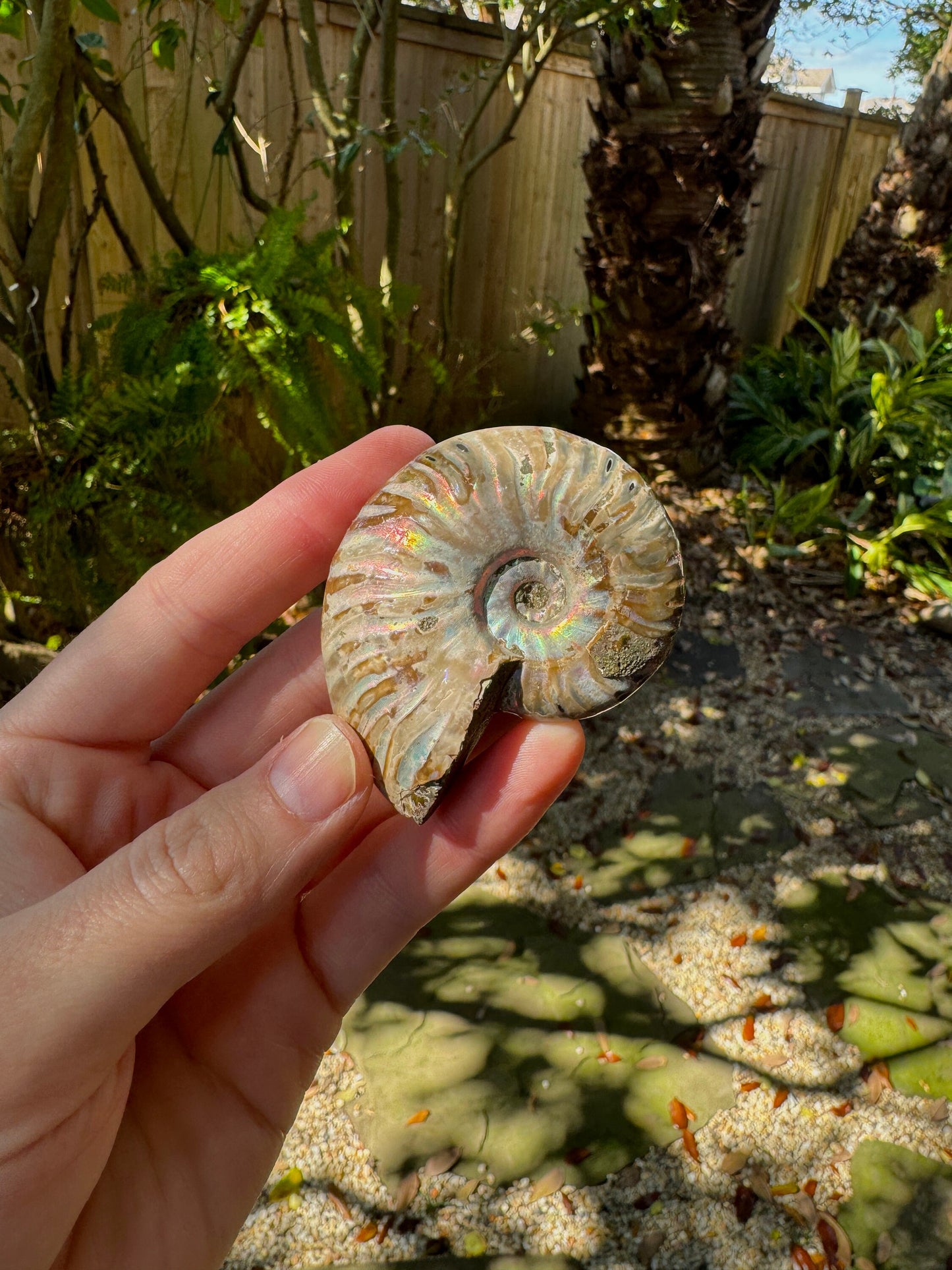 Polished Rainbow Ammonite Opalized Iridescent Fossil Specimen 61.3g Mineral Crystal