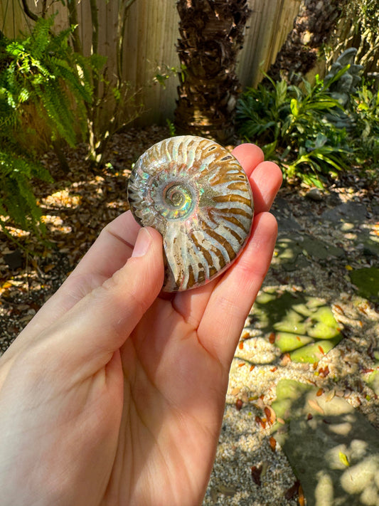 Polished Rainbow Ammonite Opalized Iridescent Fossil Specimen 61.3g Mineral Crystal