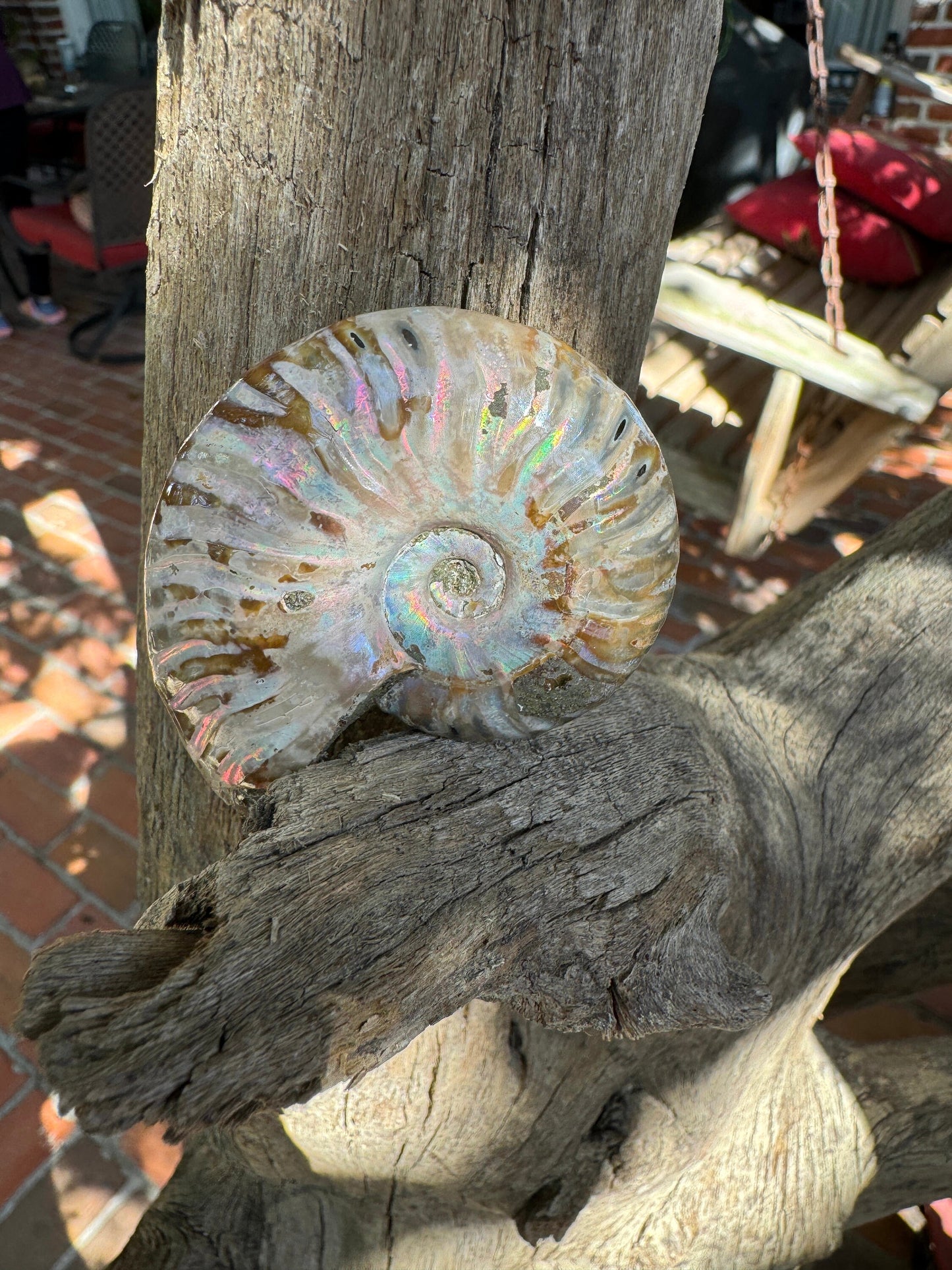 Polished Rainbow Ammonite Opalized Iridescent Fossil Specimen 61.3g Mineral Crystal