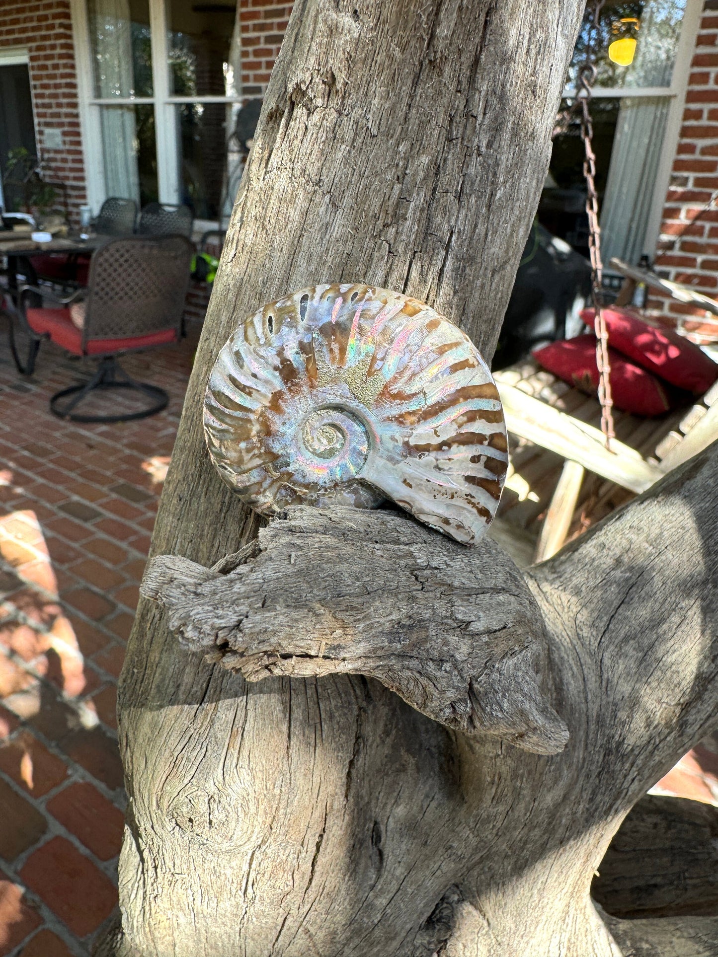 Polished Rainbow Ammonite Opalized Iridescent Fossil Specimen 61.3g Mineral Crystal