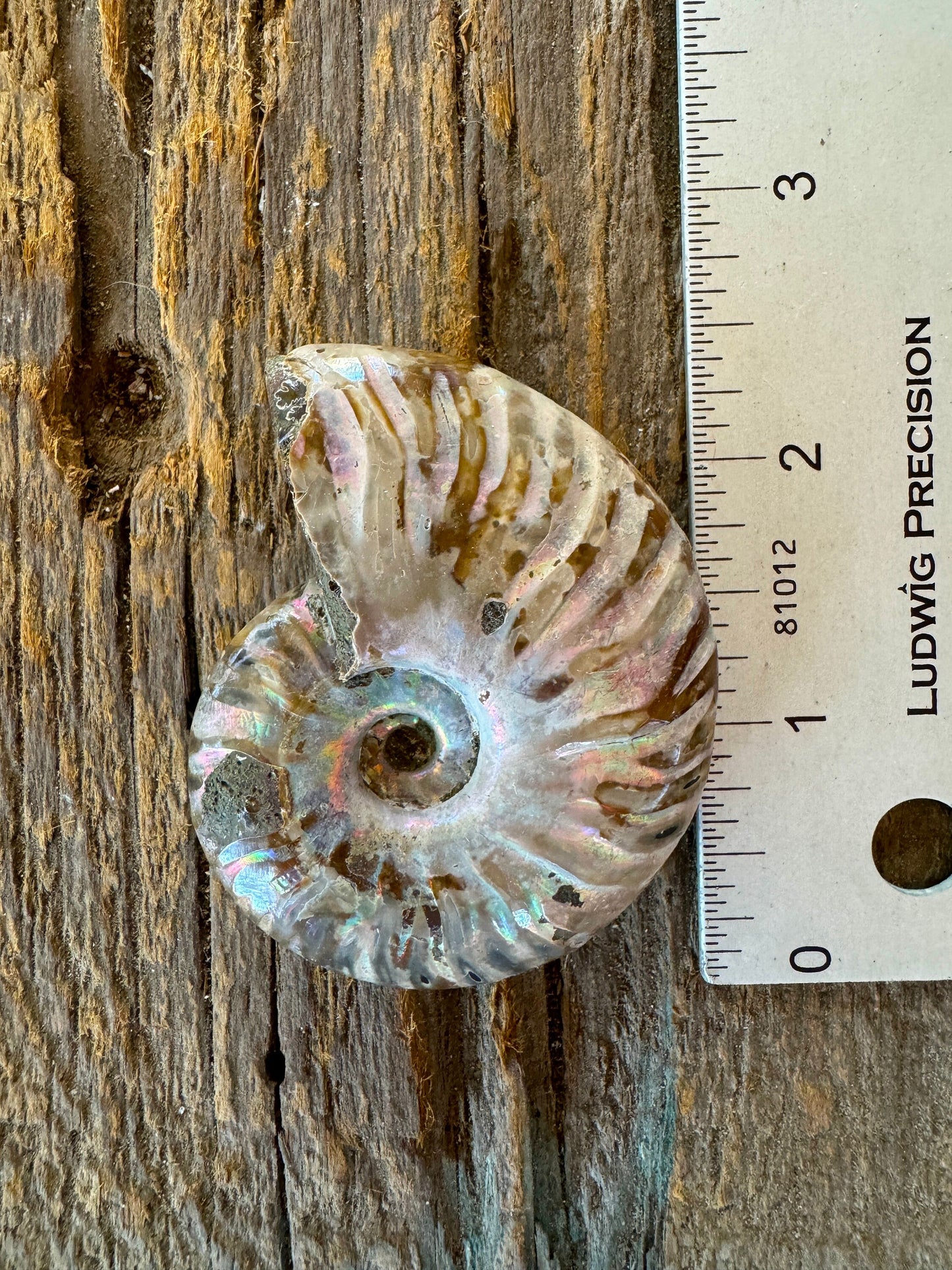 Polished Rainbow Ammonite Opalized Iridescent Fossil Specimen 61.3g Mineral Crystal