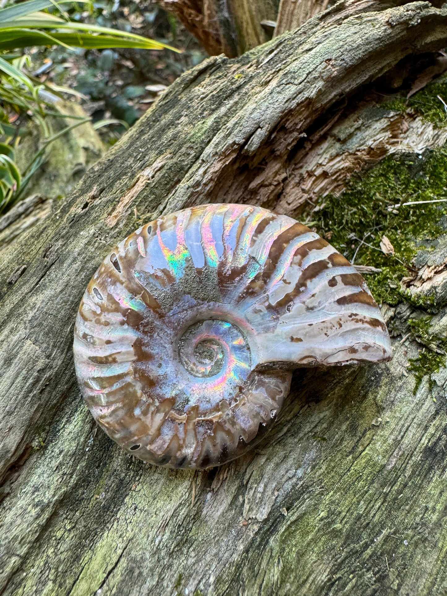 Polished Rainbow Ammonite Opalized Iridescent Fossil Specimen 61.3g Mineral Crystal