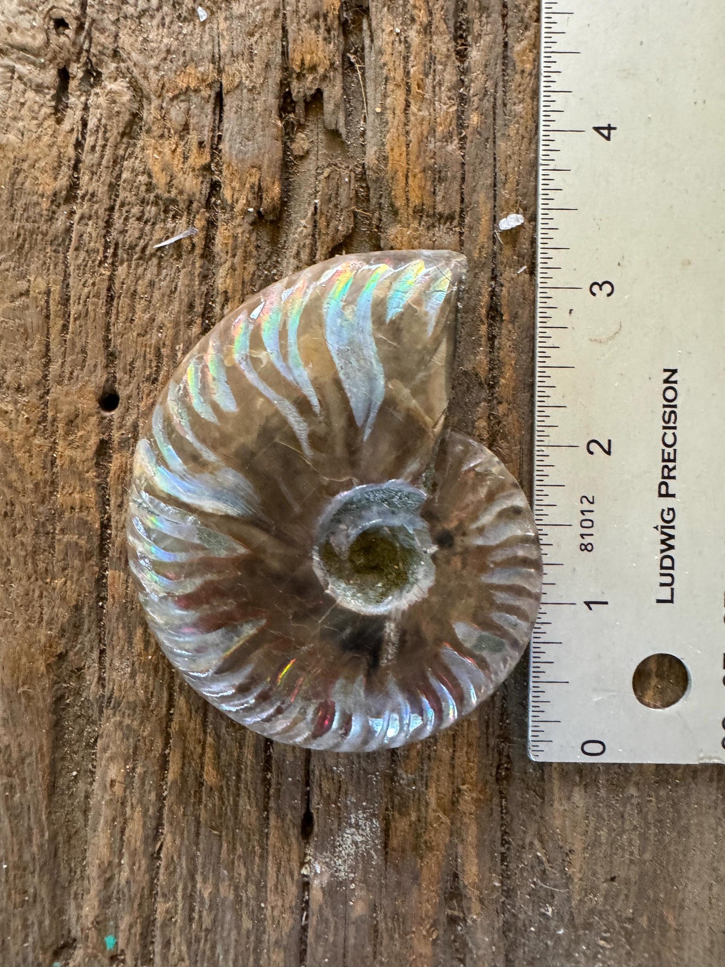 Polished Rainbow Ammonite Opalized Iridescent Fossil Specimen 116.5g Mineral Crystal