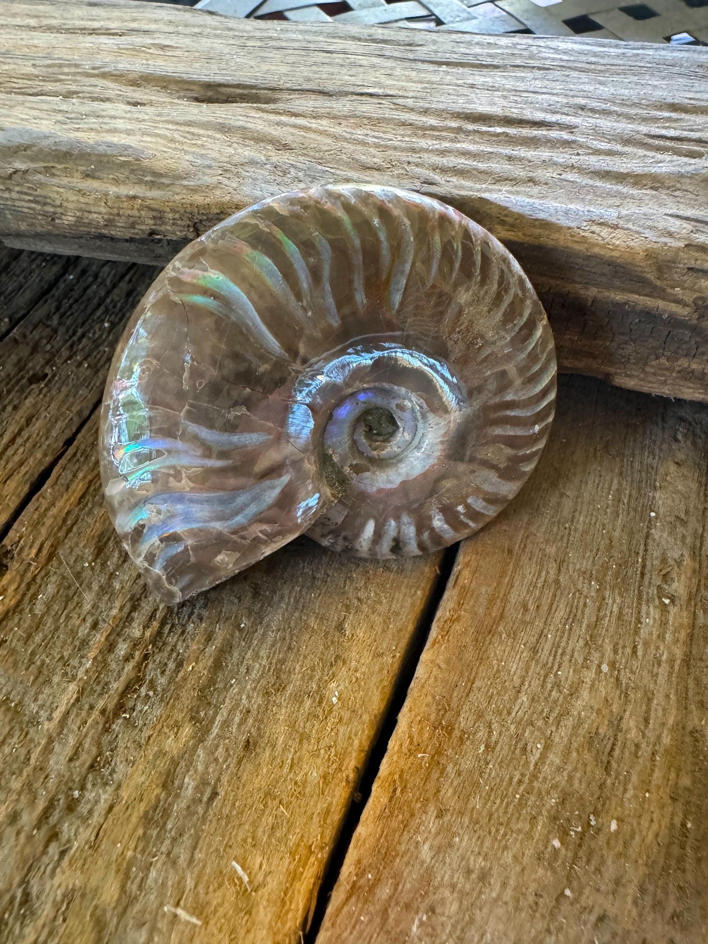 Polished Rainbow Ammonite Opalized Iridescent Fossil Specimen 116.5g Mineral Crystal