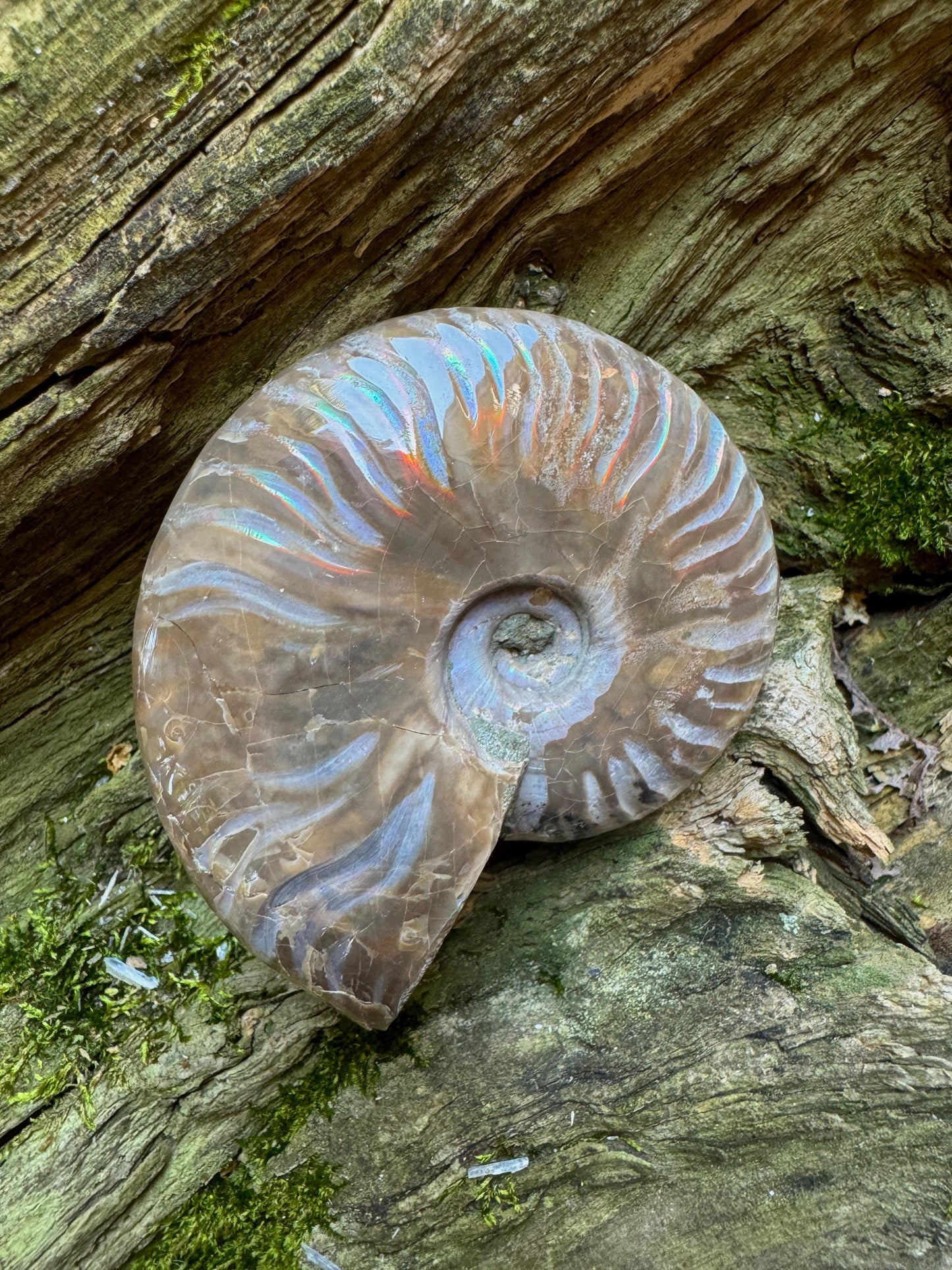 Polished Rainbow Ammonite Opalized Iridescent Fossil Specimen 116.5g Mineral Crystal