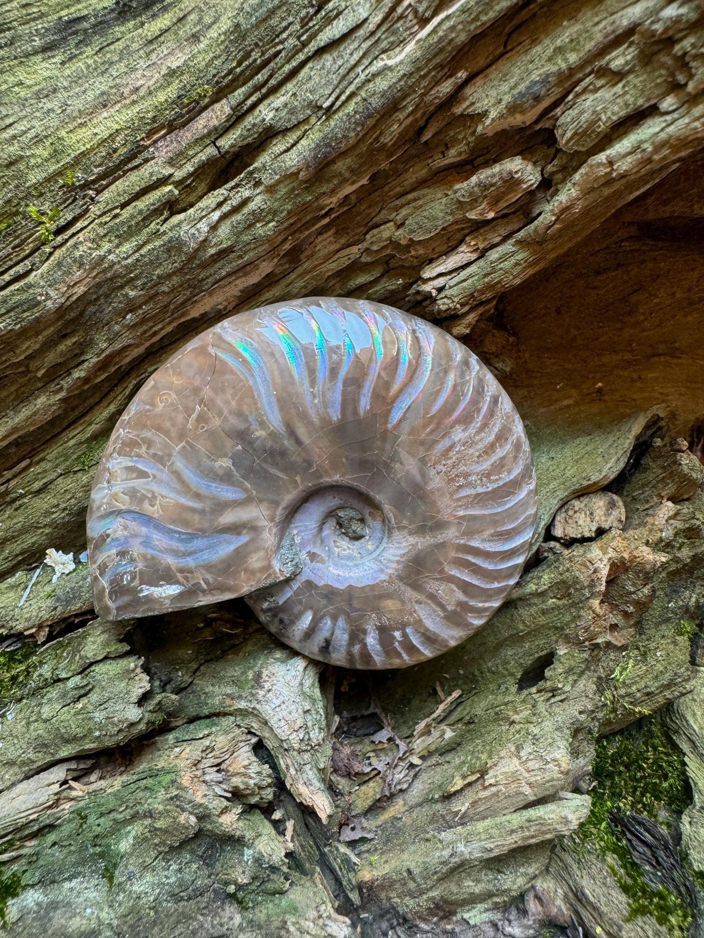 Polished Rainbow Ammonite Opalized Iridescent Fossil Specimen 116.5g Mineral Crystal