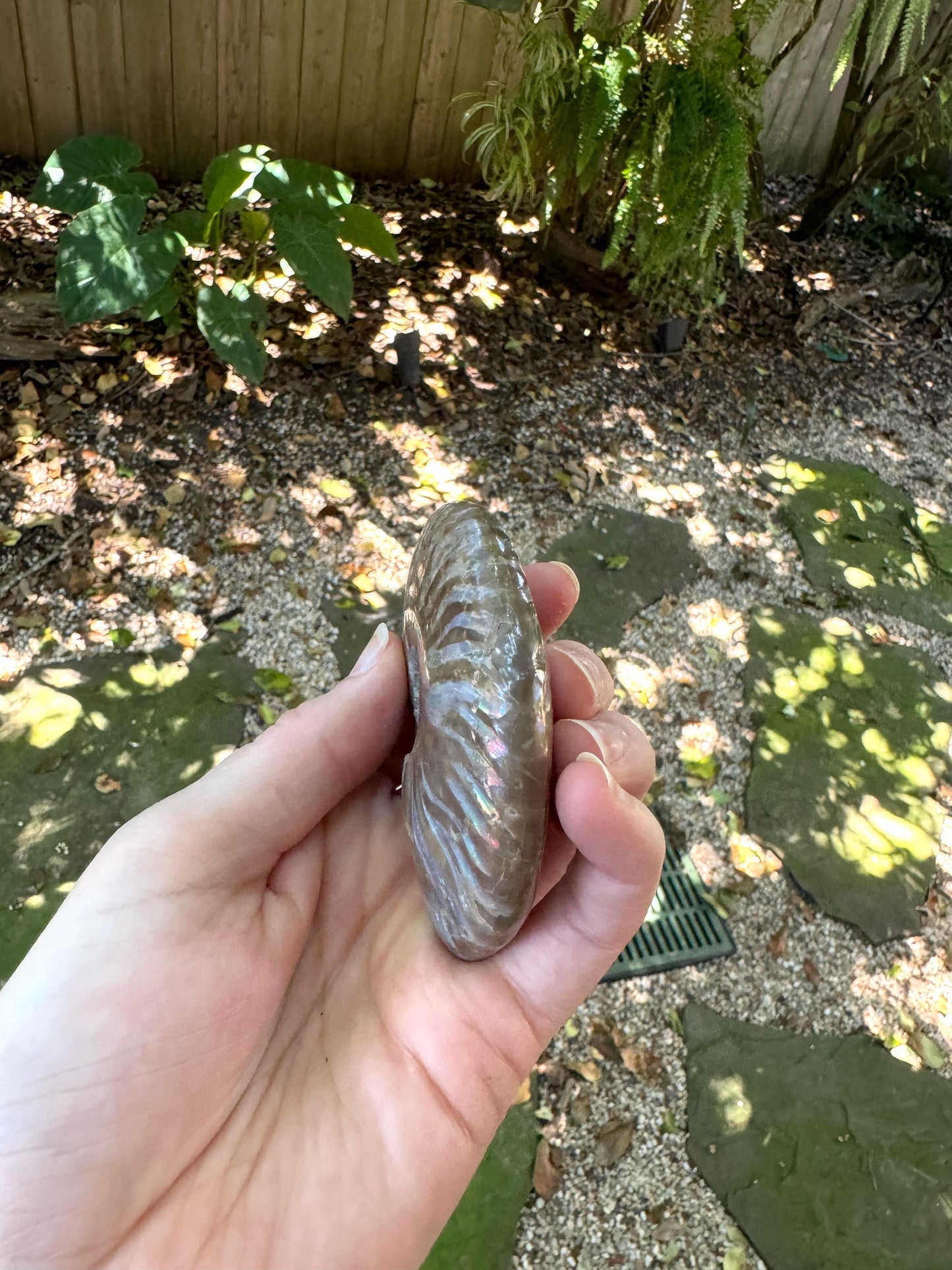 Polished Rainbow Ammonite Opalized Iridescent Fossil Specimen 116.5g Mineral Crystal