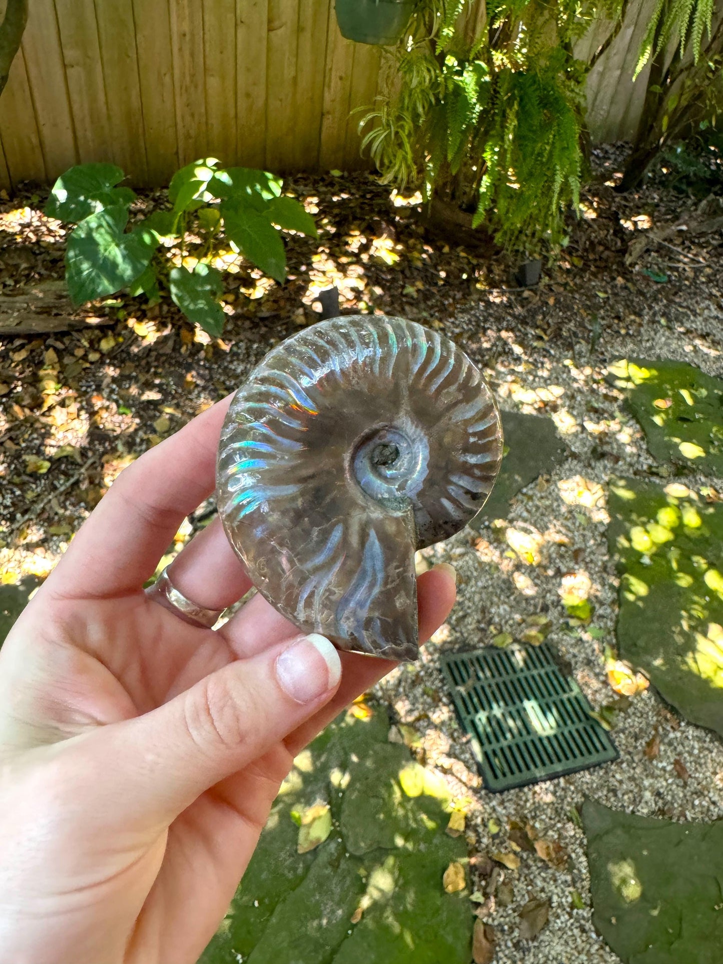 Polished Rainbow Ammonite Opalized Iridescent Fossil Specimen 116.5g Mineral Crystal