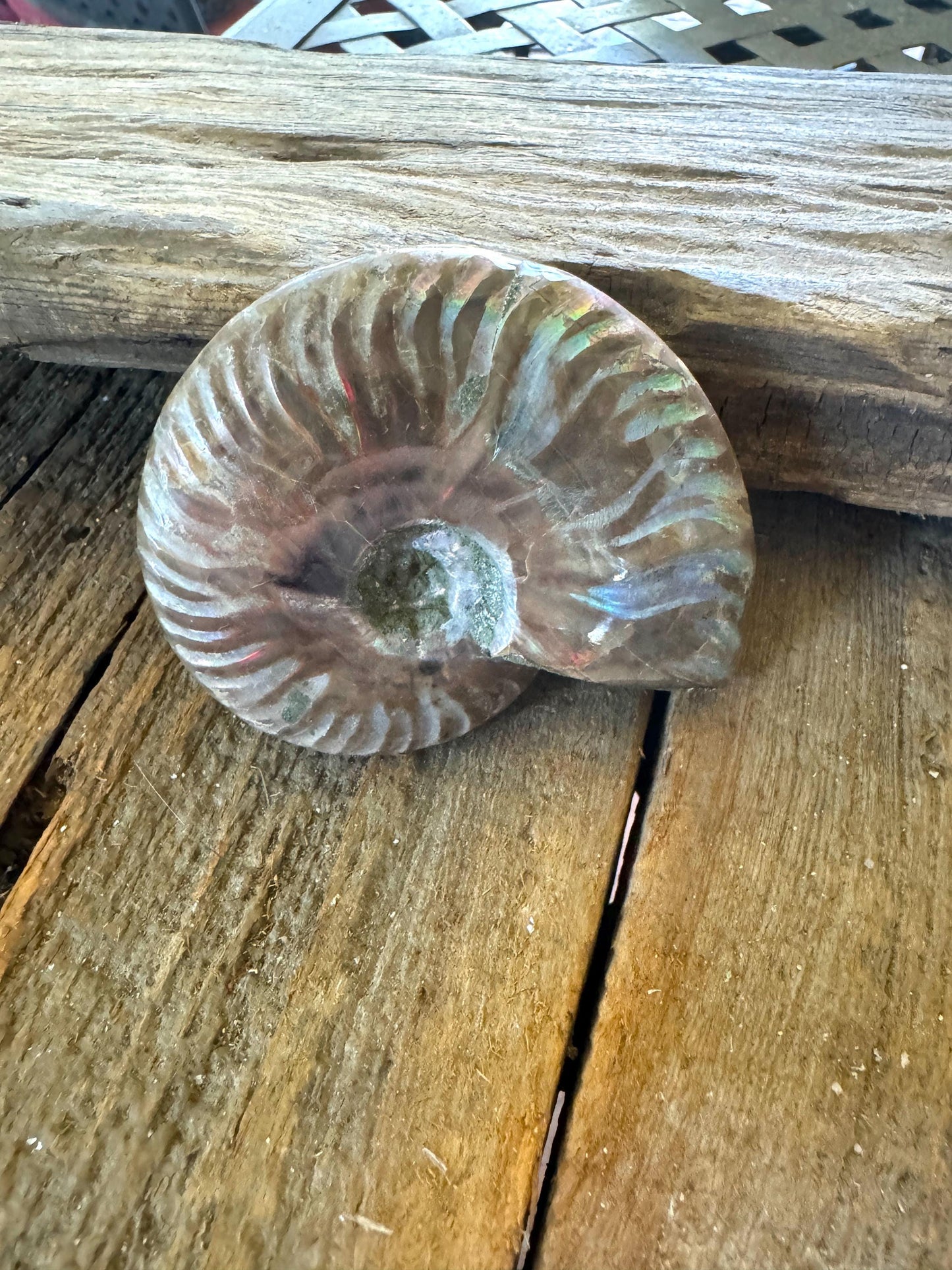 Polished Rainbow Ammonite Opalized Iridescent Fossil Specimen 116.5g Mineral Crystal