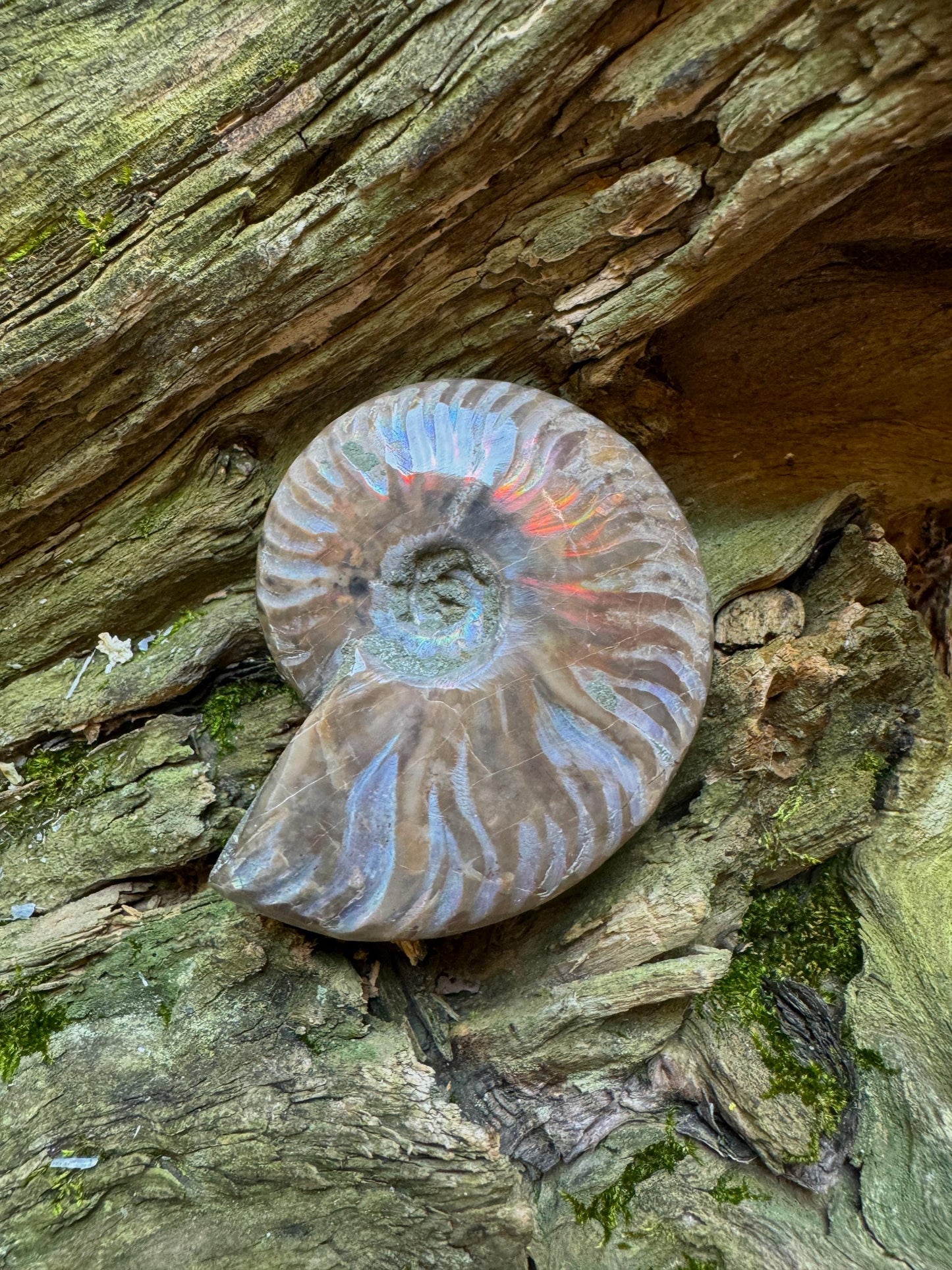 Polished Rainbow Ammonite Opalized Iridescent Fossil Specimen 116.5g Mineral Crystal