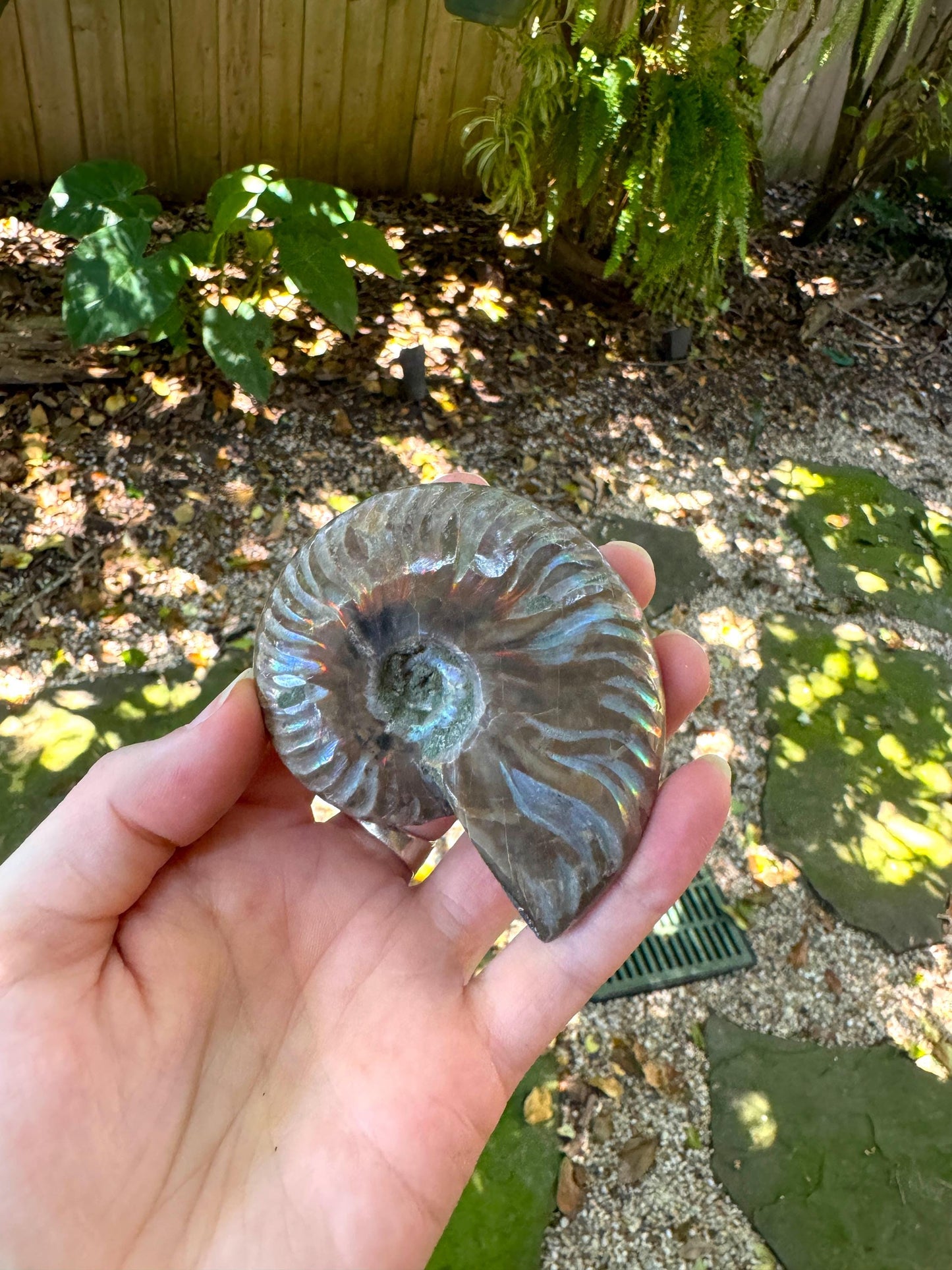 Polished Rainbow Ammonite Opalized Iridescent Fossil Specimen 116.5g Mineral Crystal