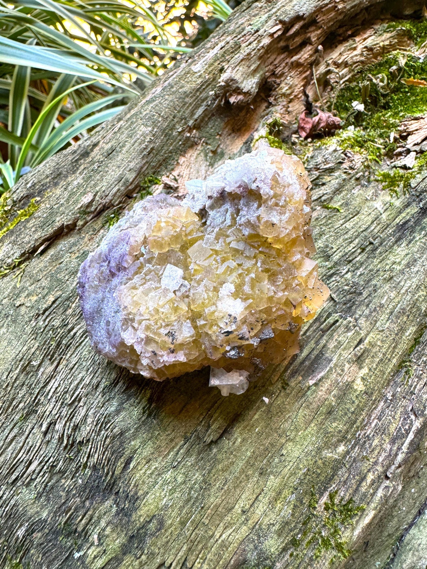 Sparkly Yellow and Purple Fluorescent Fluorite w/Pyrite from Spain 141.6g, Moscana Mine Crystal Specimen Mineral