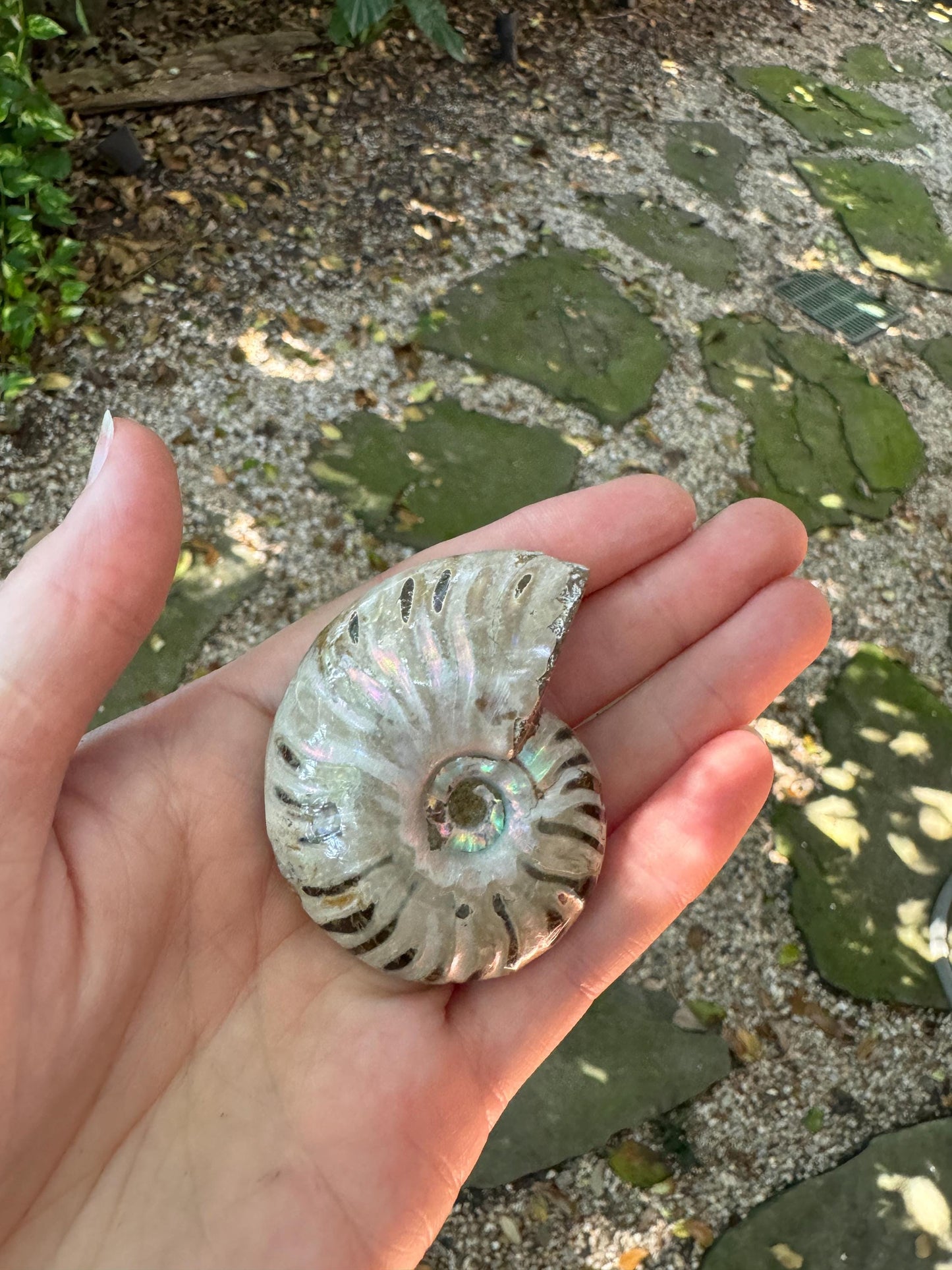 Polished Rainbow Ammonite Opalized Iridescent Fossil Specimen 64.4g Mineral Crystal