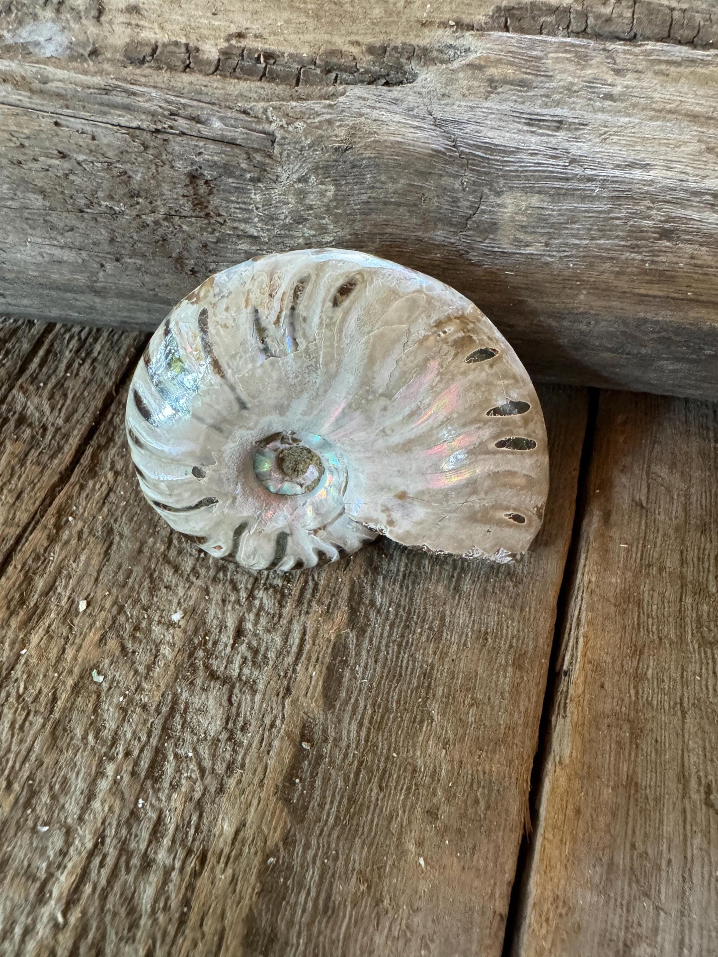 Polished Rainbow Ammonite Opalized Iridescent Fossil Specimen 64.4g Mineral Crystal