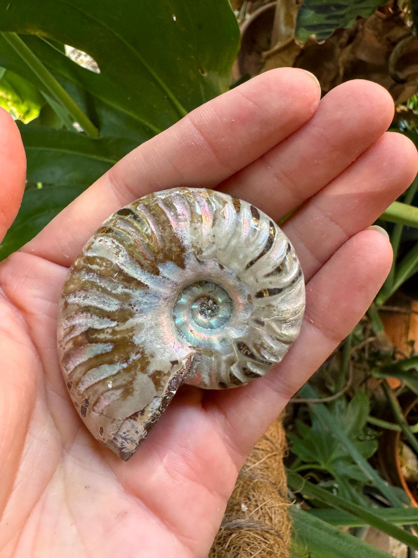 Polished Rainbow Ammonite Opalized Iridescent Fossil Specimen 64.4g Mineral Crystal