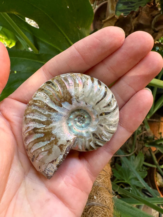 Polished Rainbow Ammonite Opalized Iridescent Fossil Specimen 64.4g Mineral Crystal