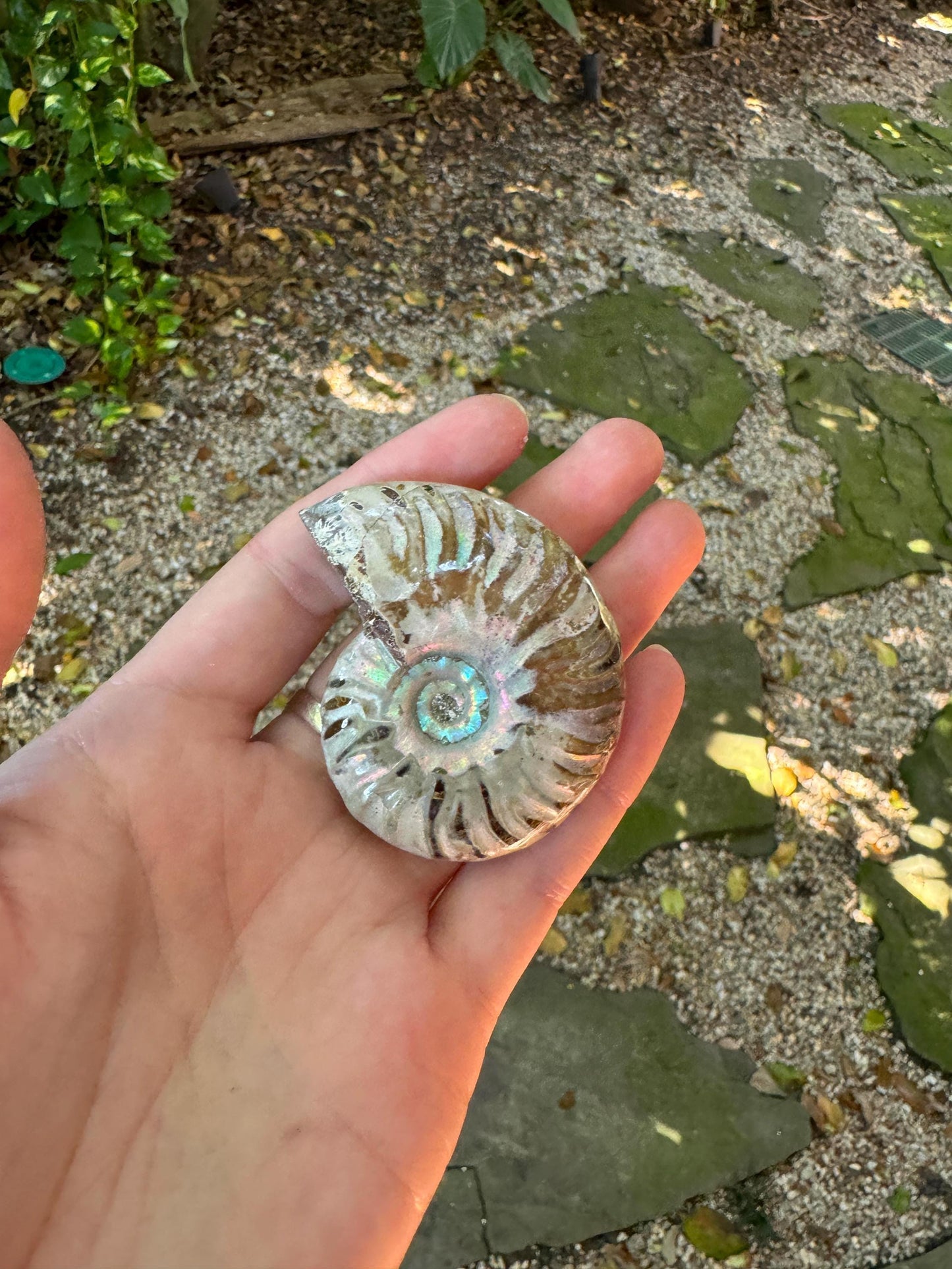 Polished Rainbow Ammonite Opalized Iridescent Fossil Specimen 64.4g Mineral Crystal