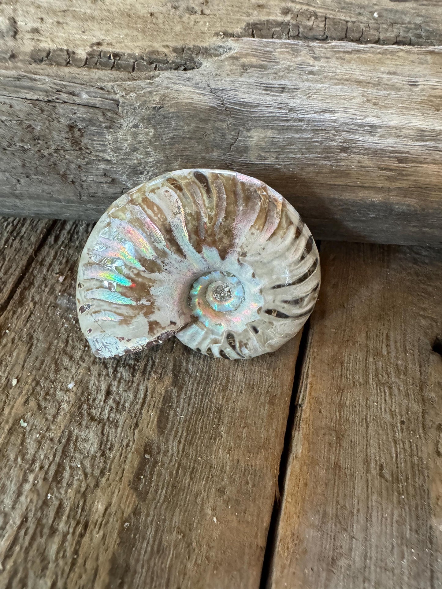 Polished Rainbow Ammonite Opalized Iridescent Fossil Specimen 64.4g Mineral Crystal