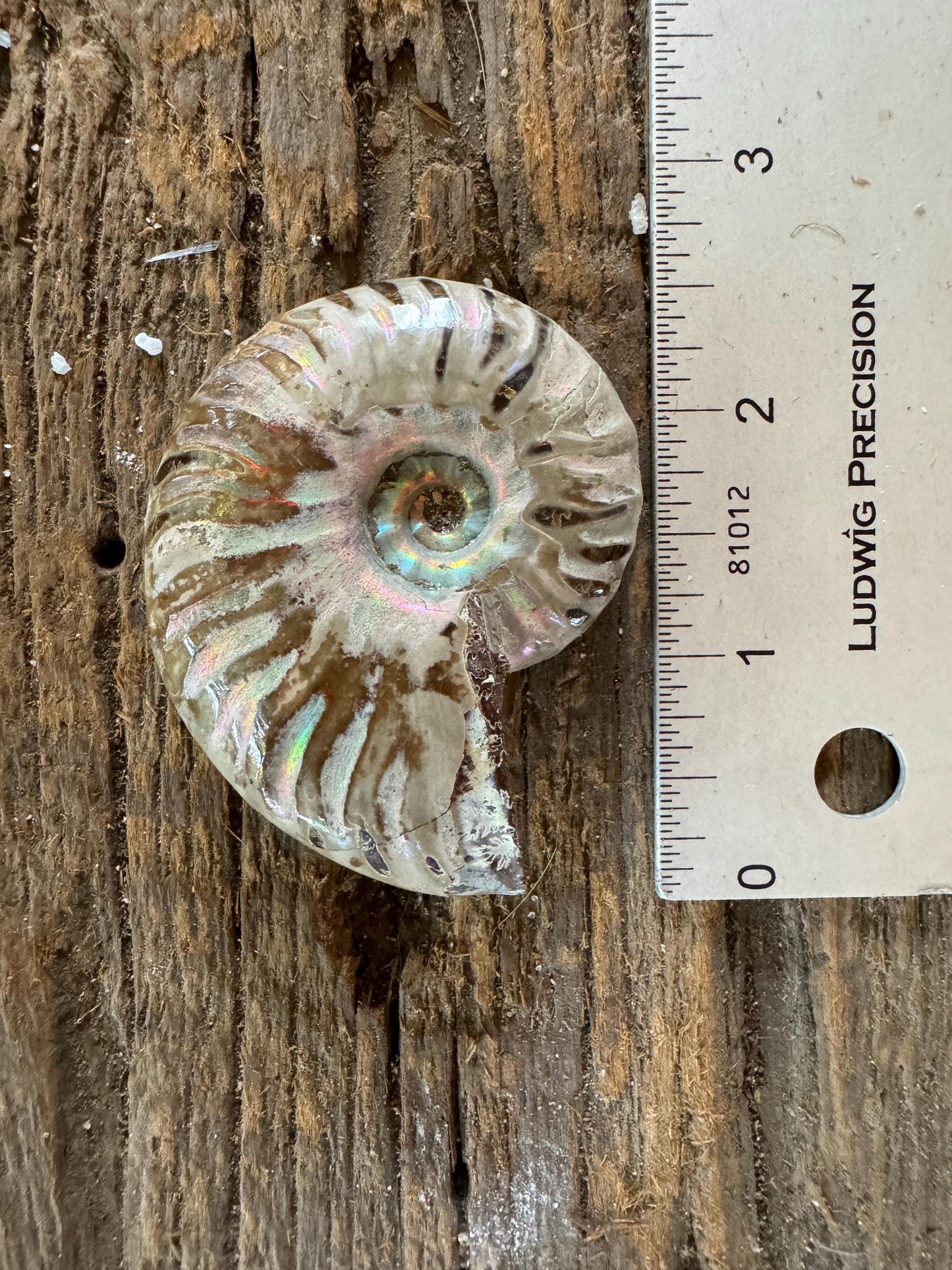 Polished Rainbow Ammonite Opalized Iridescent Fossil Specimen 64.4g Mineral Crystal