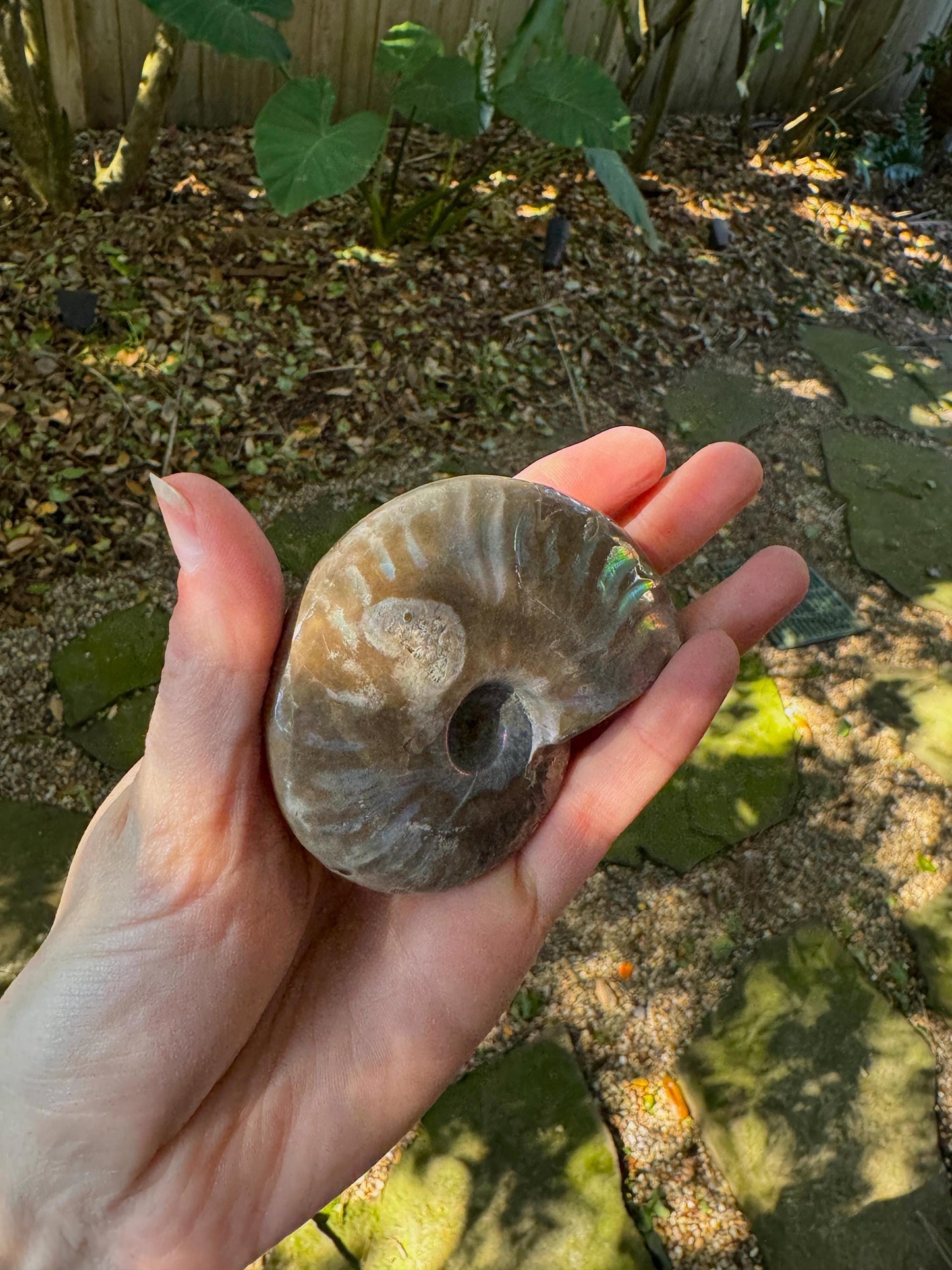 Polished Rainbow Ammonite Opalized Iridescent Fossil Specimen 144.1g Mineral Crystal