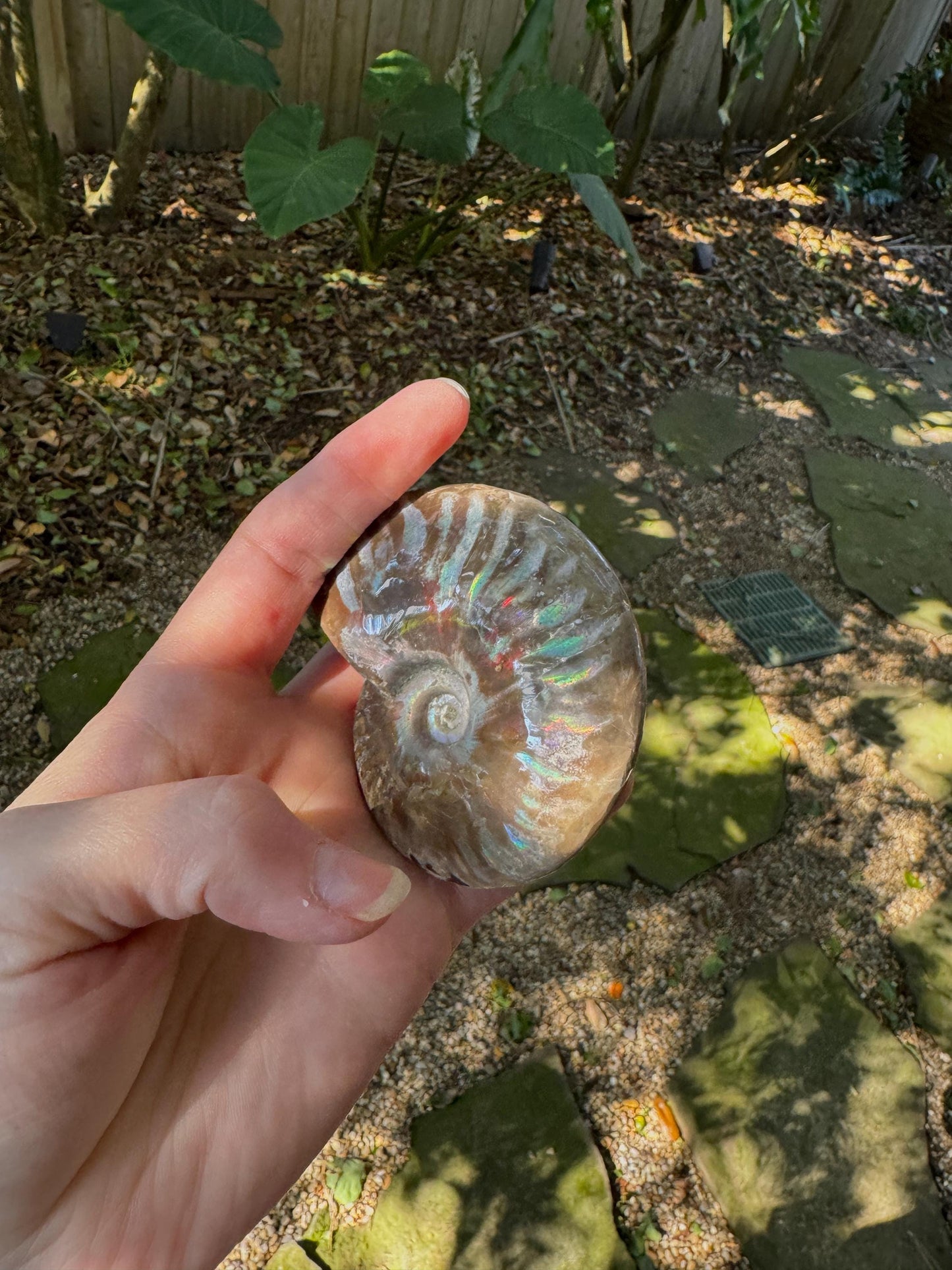Polished Rainbow Ammonite Opalized Iridescent Fossil Specimen 144.1g Mineral Crystal