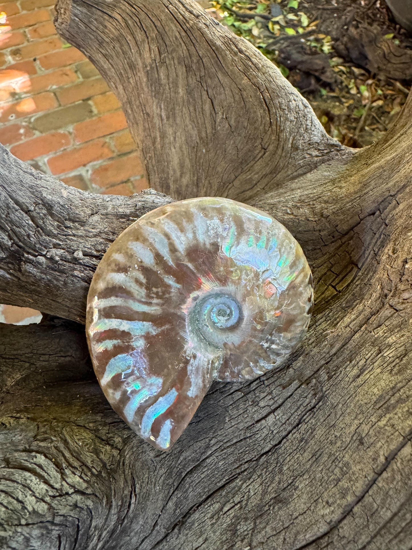 Polished Rainbow Ammonite Opalized Iridescent Fossil Specimen 144.1g Mineral Crystal