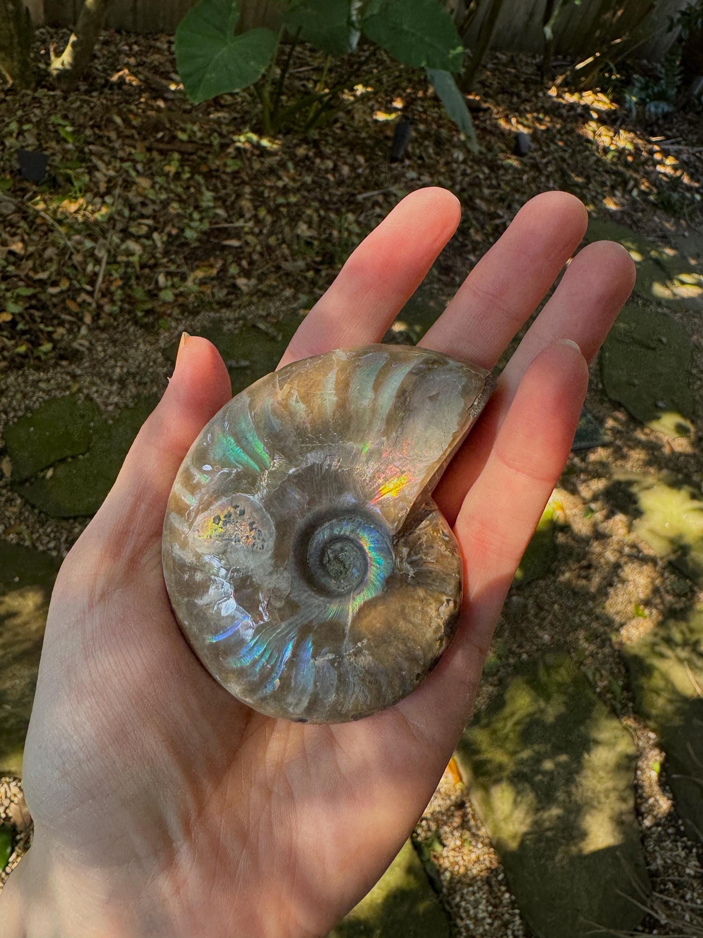 Polished Rainbow Ammonite Opalized Iridescent Fossil Specimen 144.1g Mineral Crystal