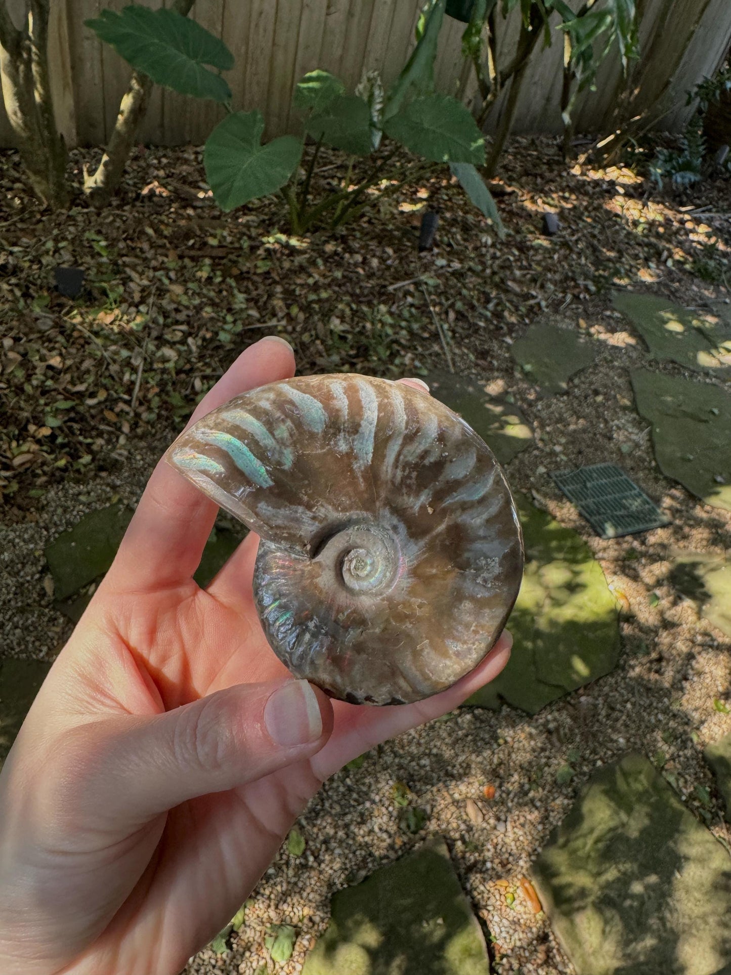 Polished Rainbow Ammonite Opalized Iridescent Fossil Specimen 144.1g Mineral Crystal
