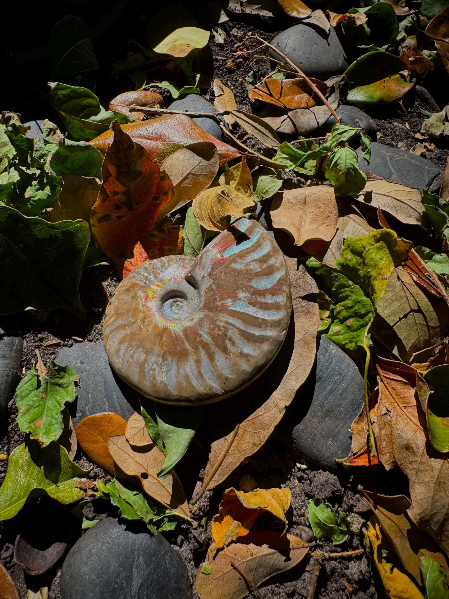 Polished Rainbow Ammonite Opalized Iridescent Fossil Specimen 144.1g Mineral Crystal