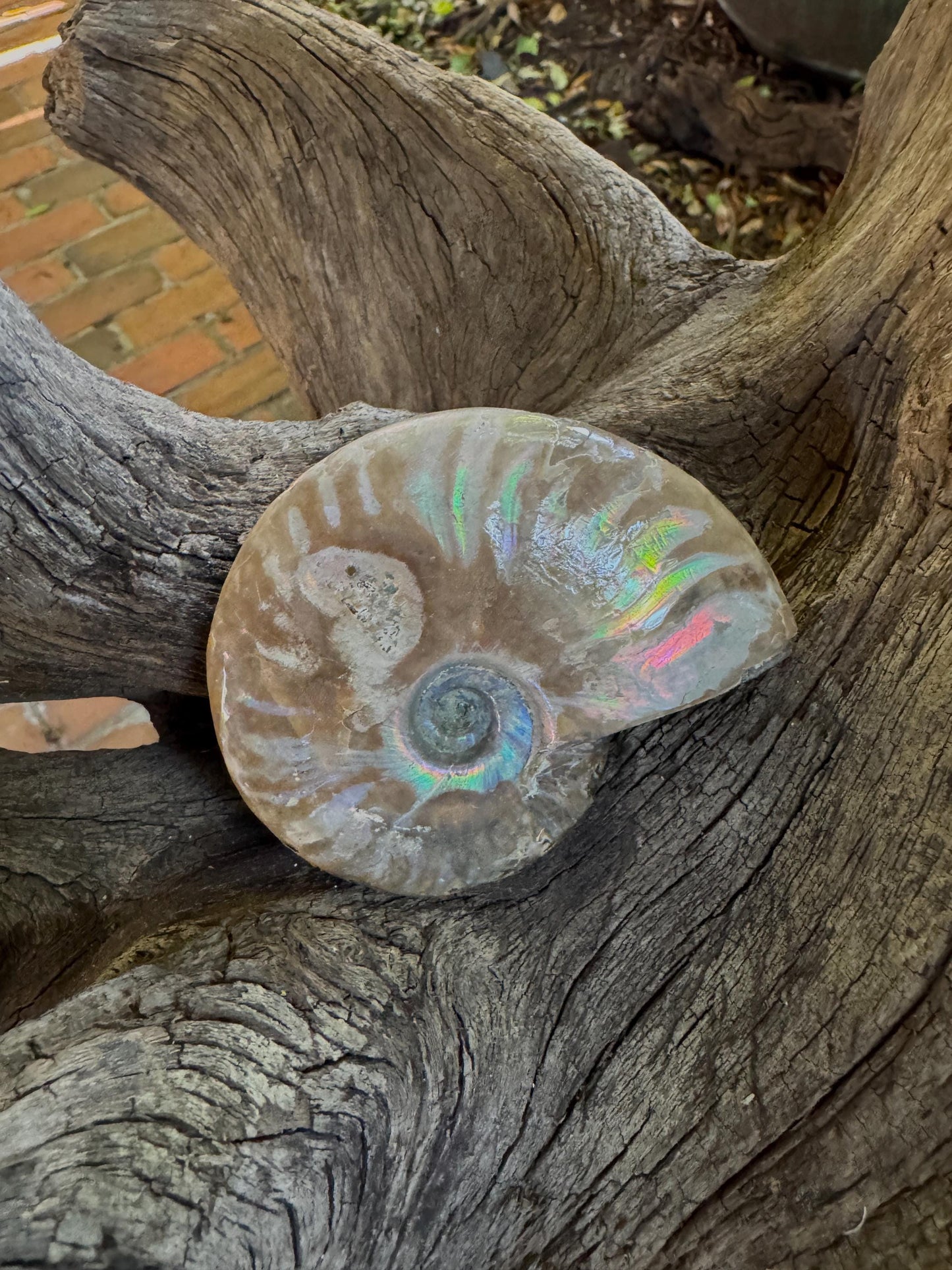 Polished Rainbow Ammonite Opalized Iridescent Fossil Specimen 144.1g Mineral Crystal