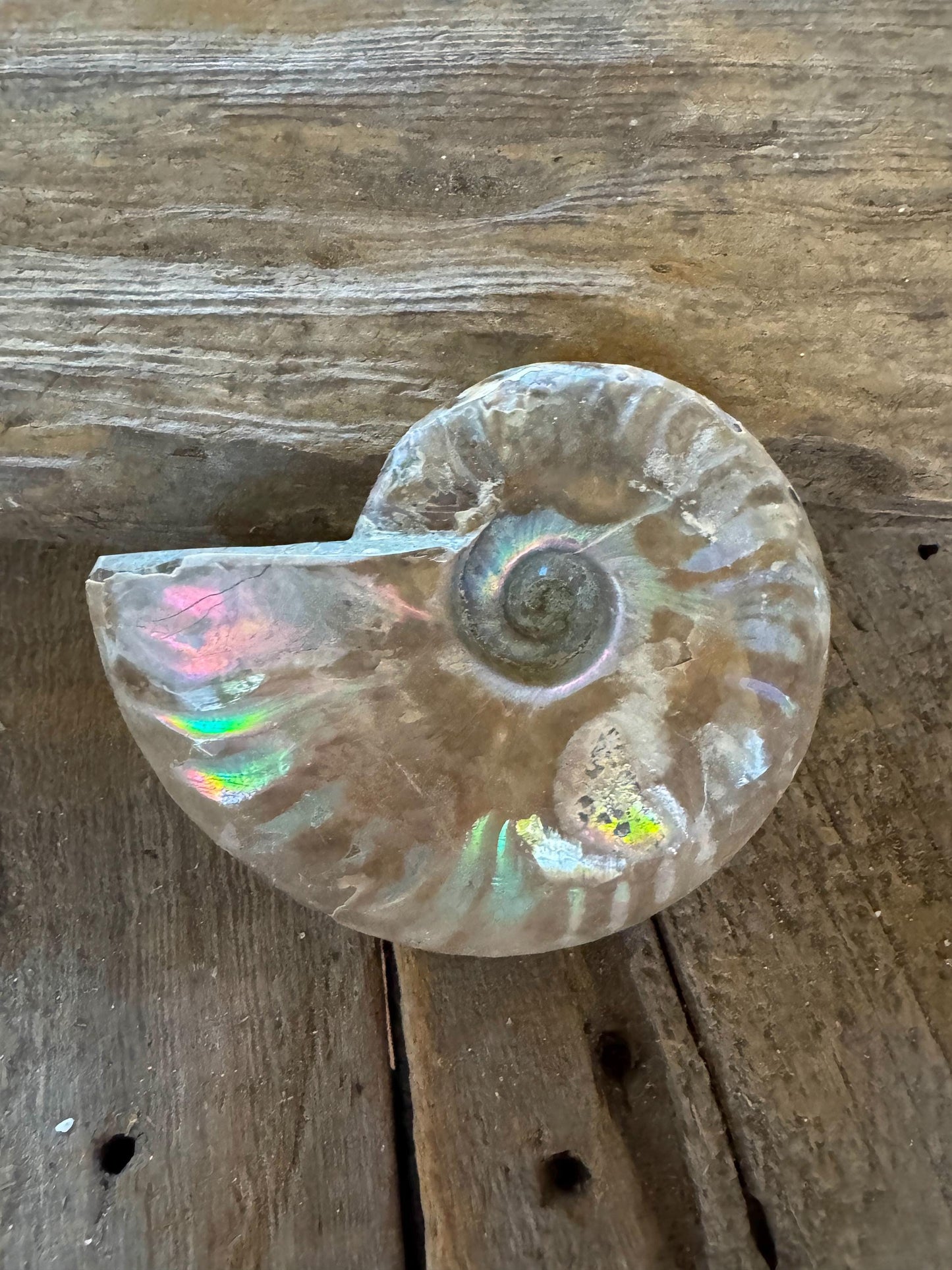 Polished Rainbow Ammonite Opalized Iridescent Fossil Specimen 144.1g Mineral Crystal