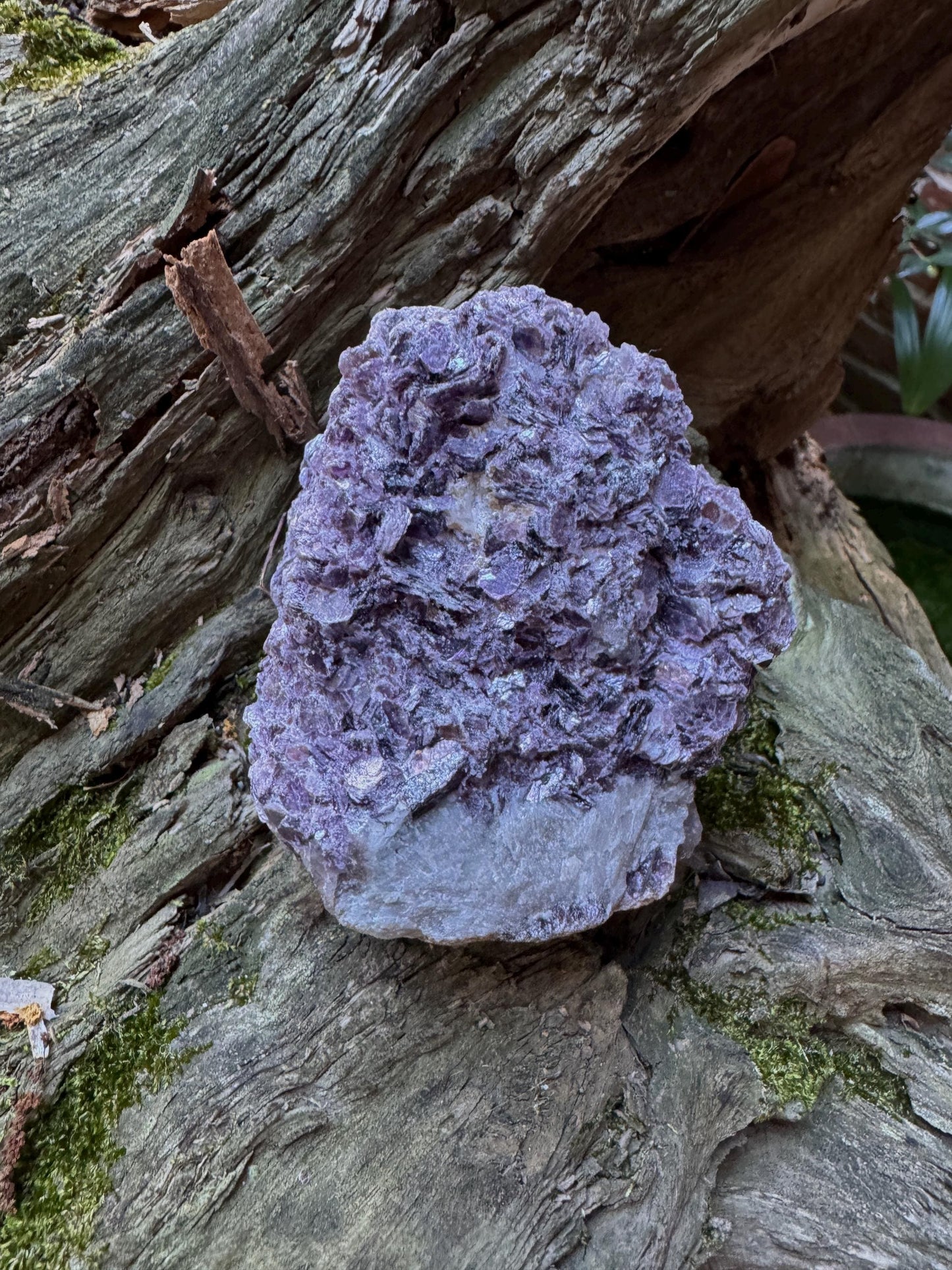 Raw Lepidolite Specimen From Minas Gerais Brazil 428g Lithium Mineral