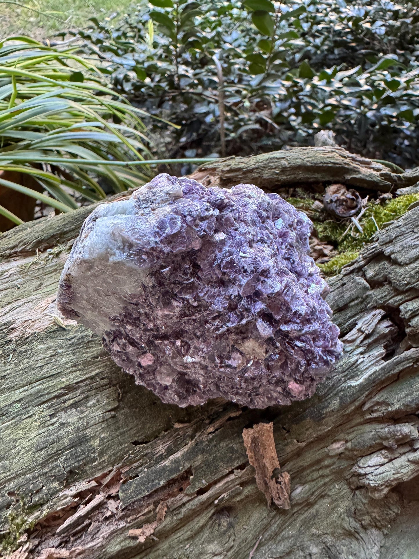 Raw Lepidolite Specimen From Minas Gerais Brazil 428g Lithium Mineral