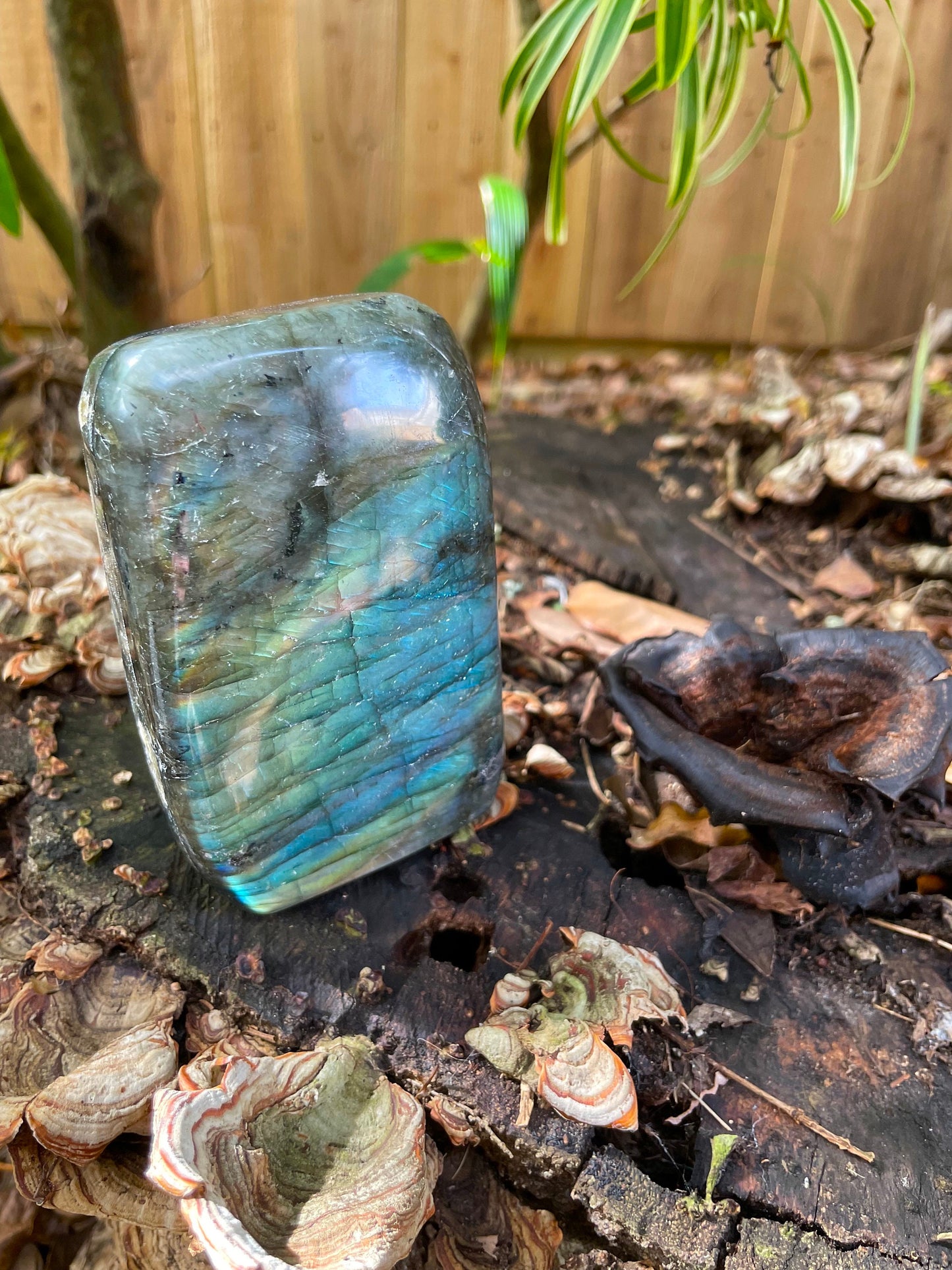 Large Polished Labradorite Freestanding Display Stone 600g 1lb 5.1o From Madagascar Great Flash!