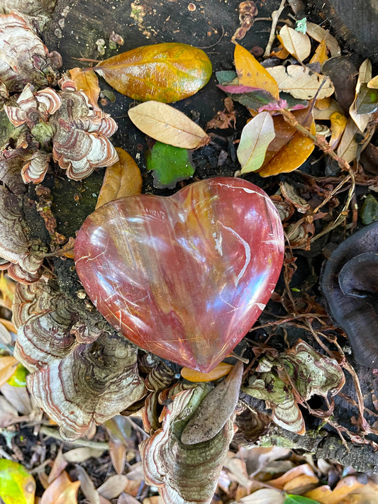 Polished Petrified Wood Heart 310g From Madagascar Mineral Specimen Crystals