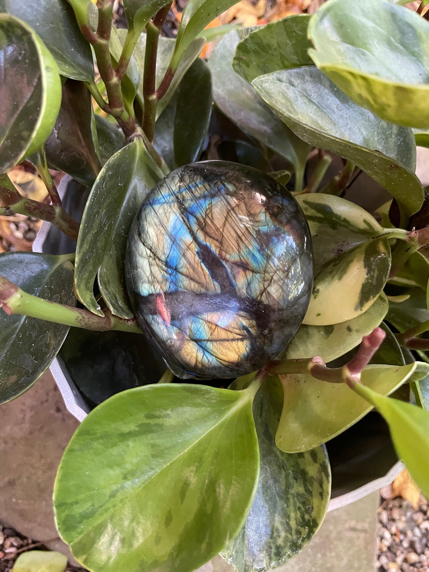 Lovely Polished Rainbow Labradorite Palm Stone 226g Rainbow Flash From Madagascar