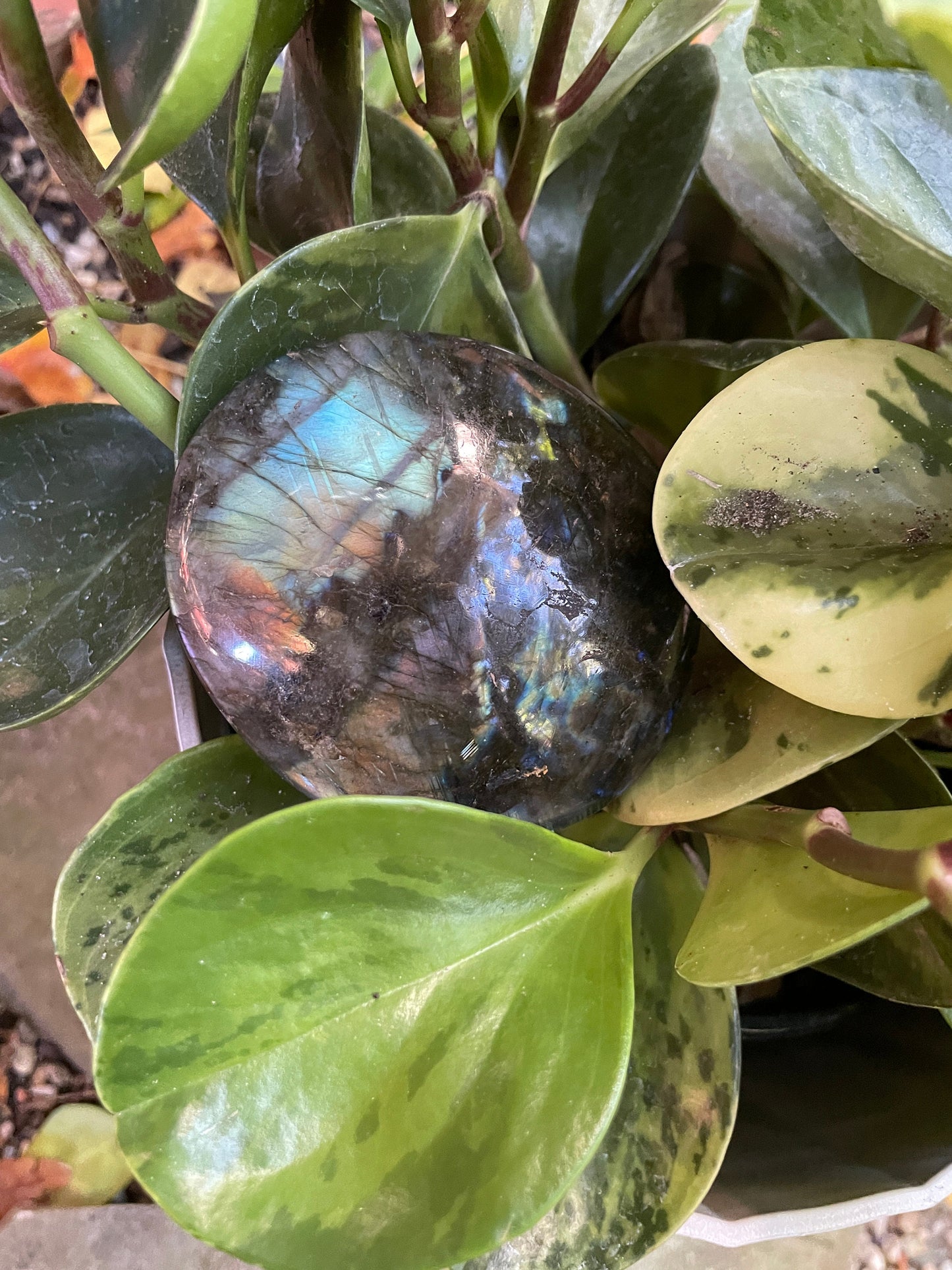 Lovely Polished Rainbow Labradorite Palm Stone 226g Rainbow Flash From Madagascar