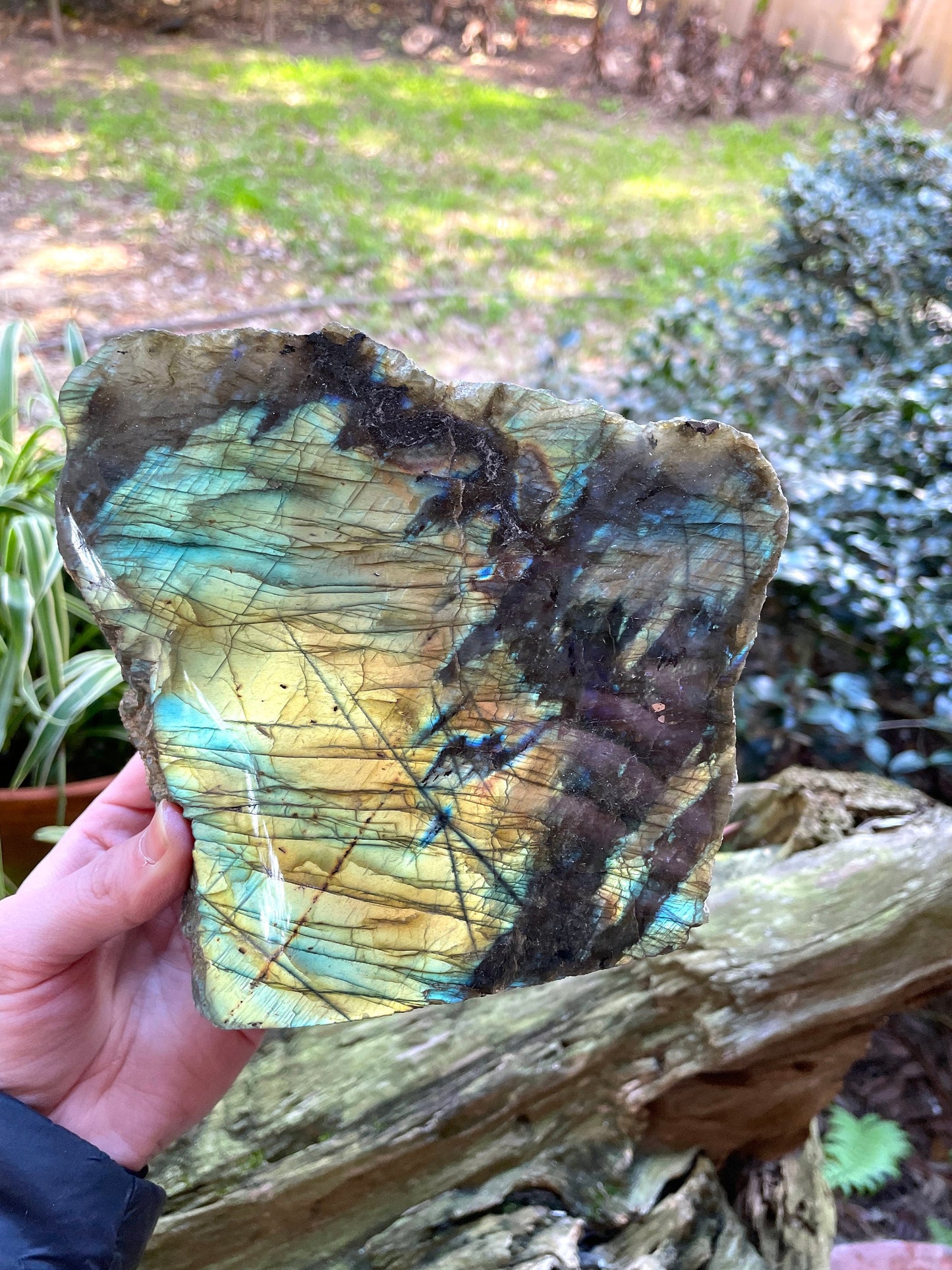 Large Half Polished Polished Labradorite Free Form 1614g 3lbs 8.9oz From Madagascar Great Flash